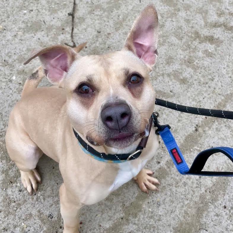 Enlarge Palomino, a Adoptable mixed breed in Northbrook, IL image 5/6