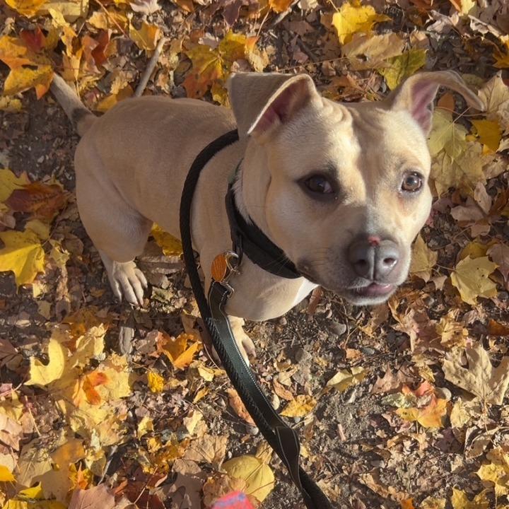 Enlarge Palomino, a Adoptable mixed breed in Northbrook, IL image 6/6