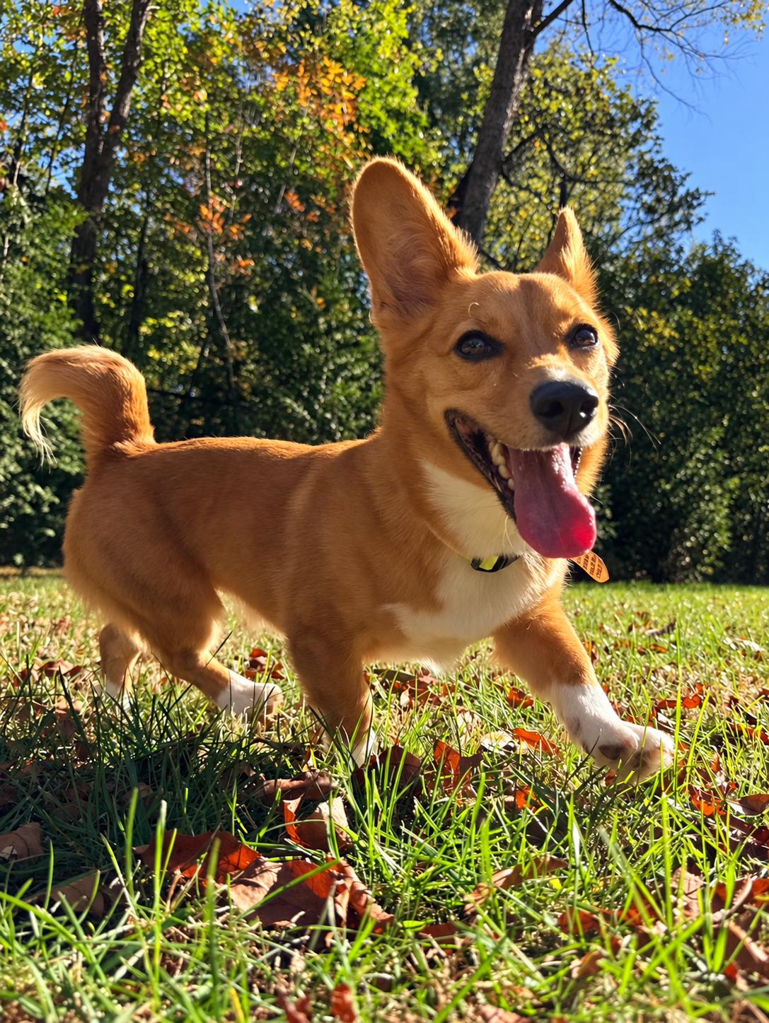 Enlarge Bailey, a Adoptable Corgi in POTOMAC, MD image 2/5