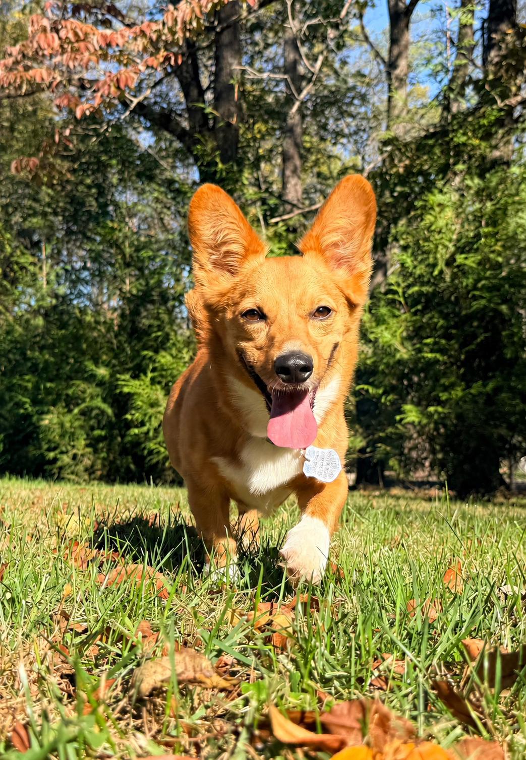 Enlarge Bailey, a Adoptable Corgi in POTOMAC, MD image 1/5