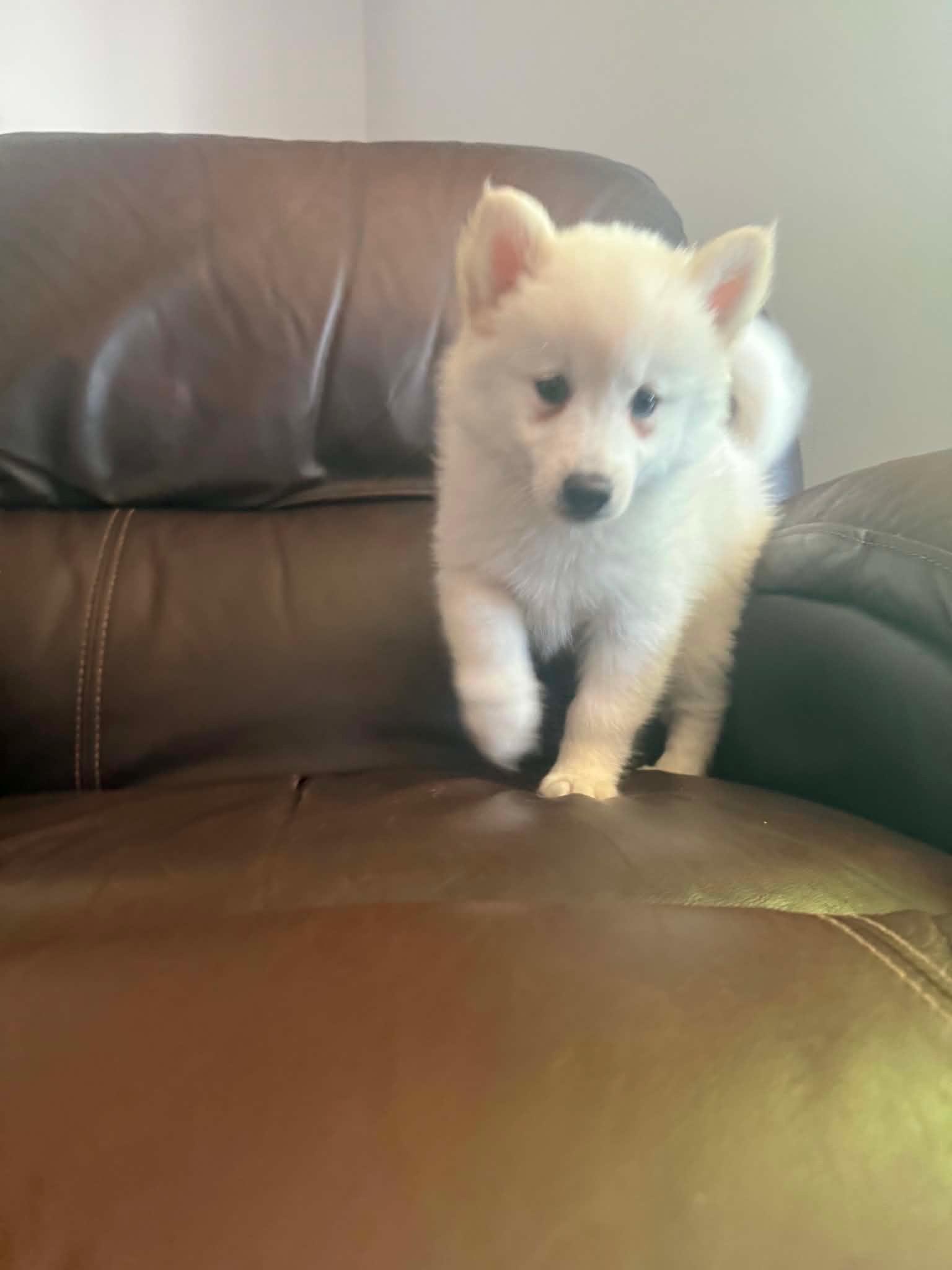 POMSKI 1 MALE available, a ADOPTABLE mixed breed in Woodsfield, OH image 3/3