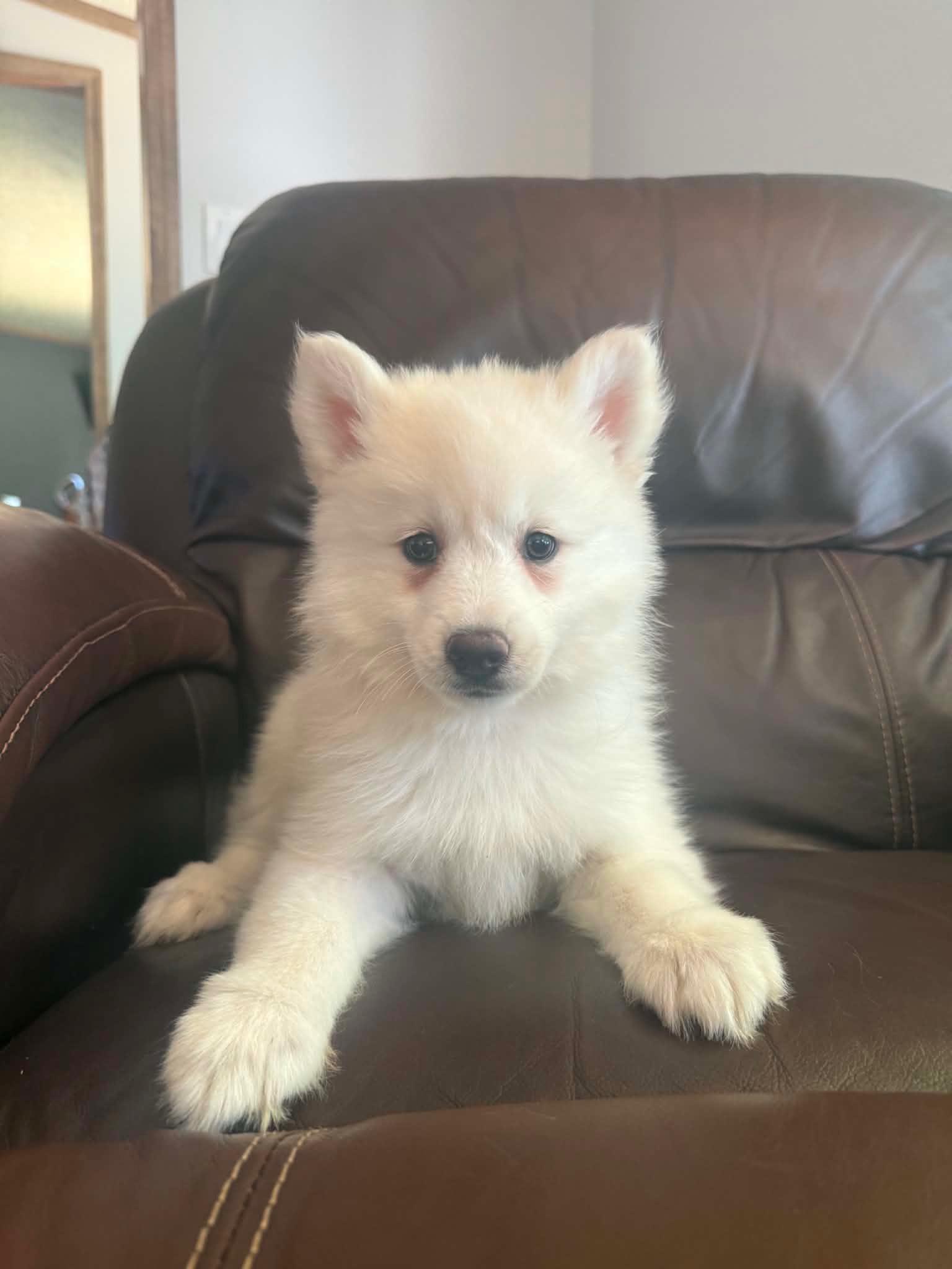 POMSKI 1 MALE available, a ADOPTABLE mixed breed in Woodsfield, OH image 1/3