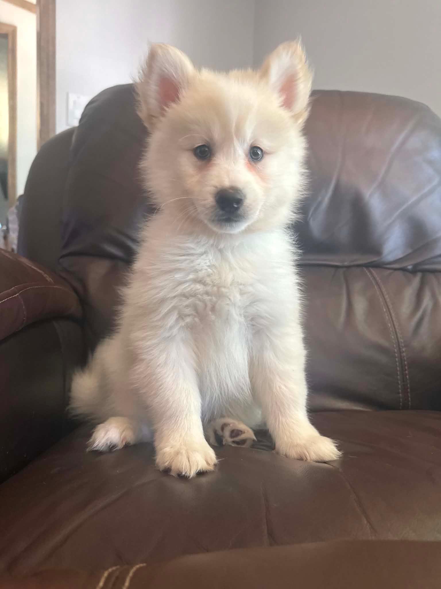 POMSKI 1 MALE available, a ADOPTABLE mixed breed in Woodsfield, OH image 2/3