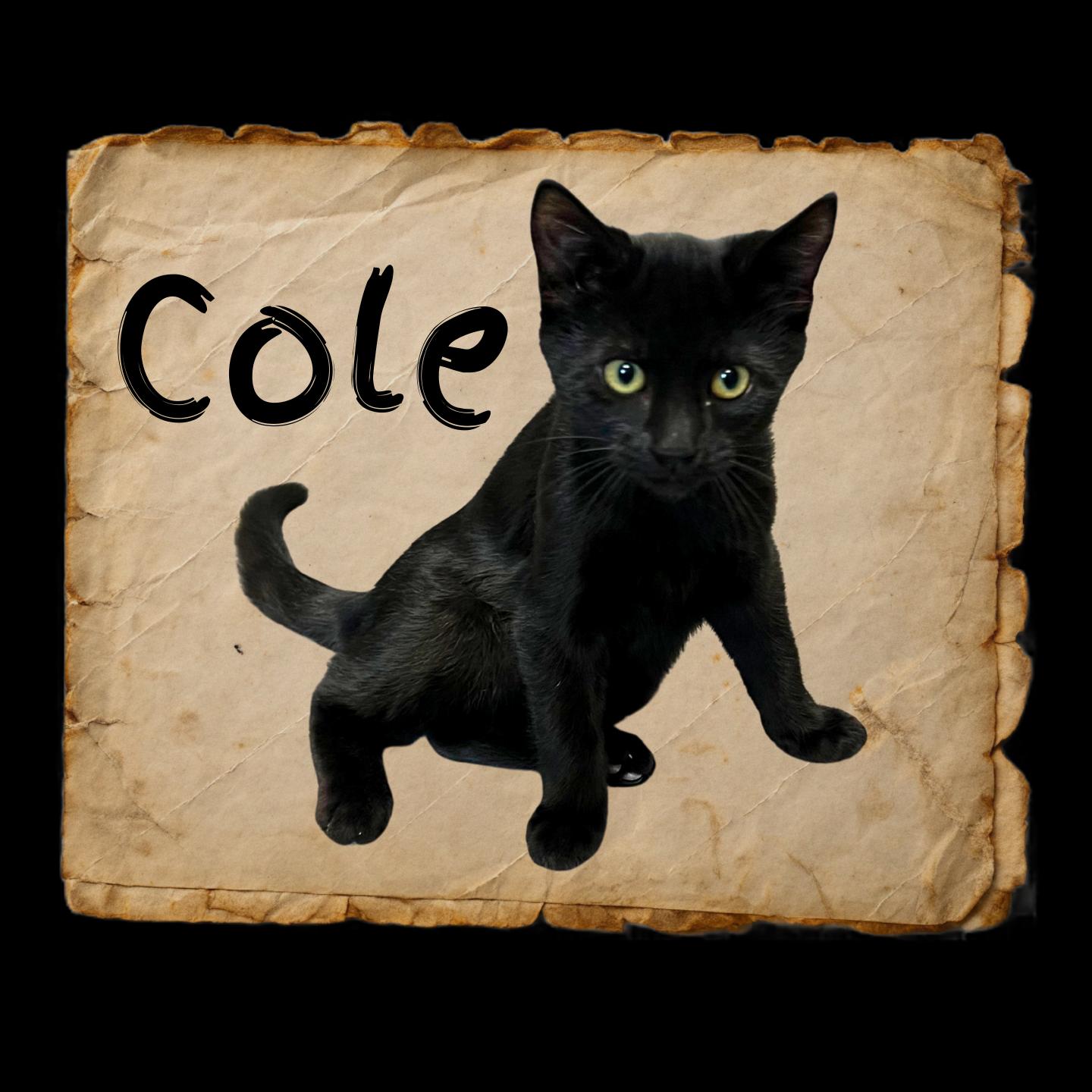 Enlarge Cole, an adoptable Domestic Short Hair in Aransas Pass, TX image 1/2