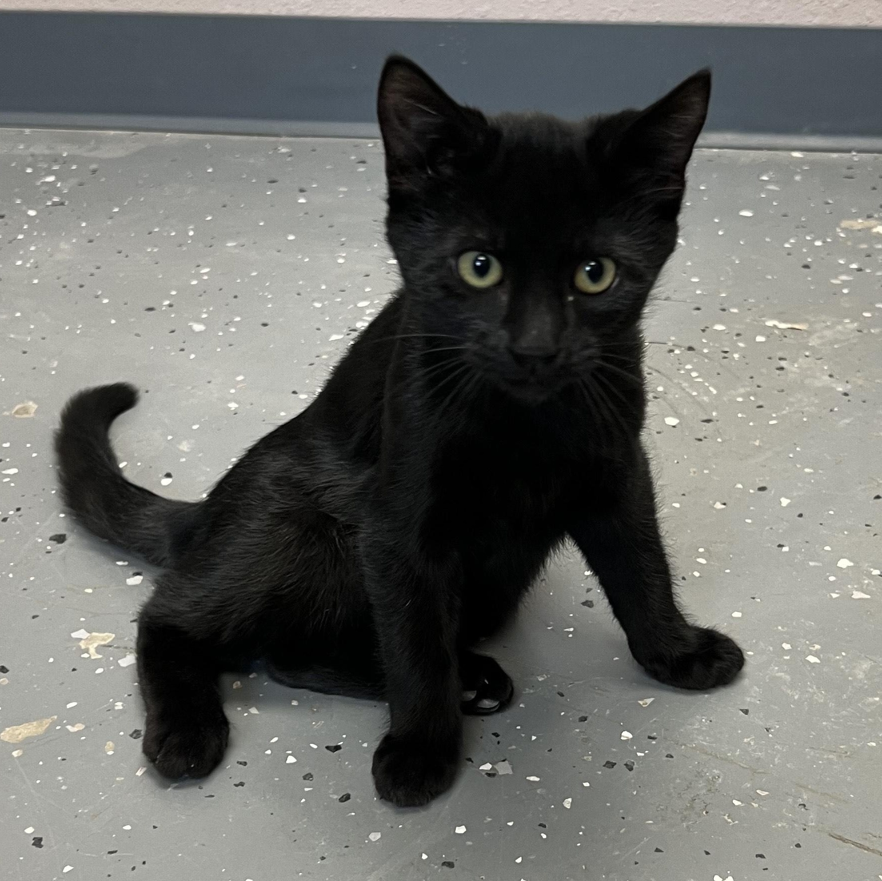 Enlarge Cole, an adoptable Domestic Short Hair in Aransas Pass, TX image 2/2