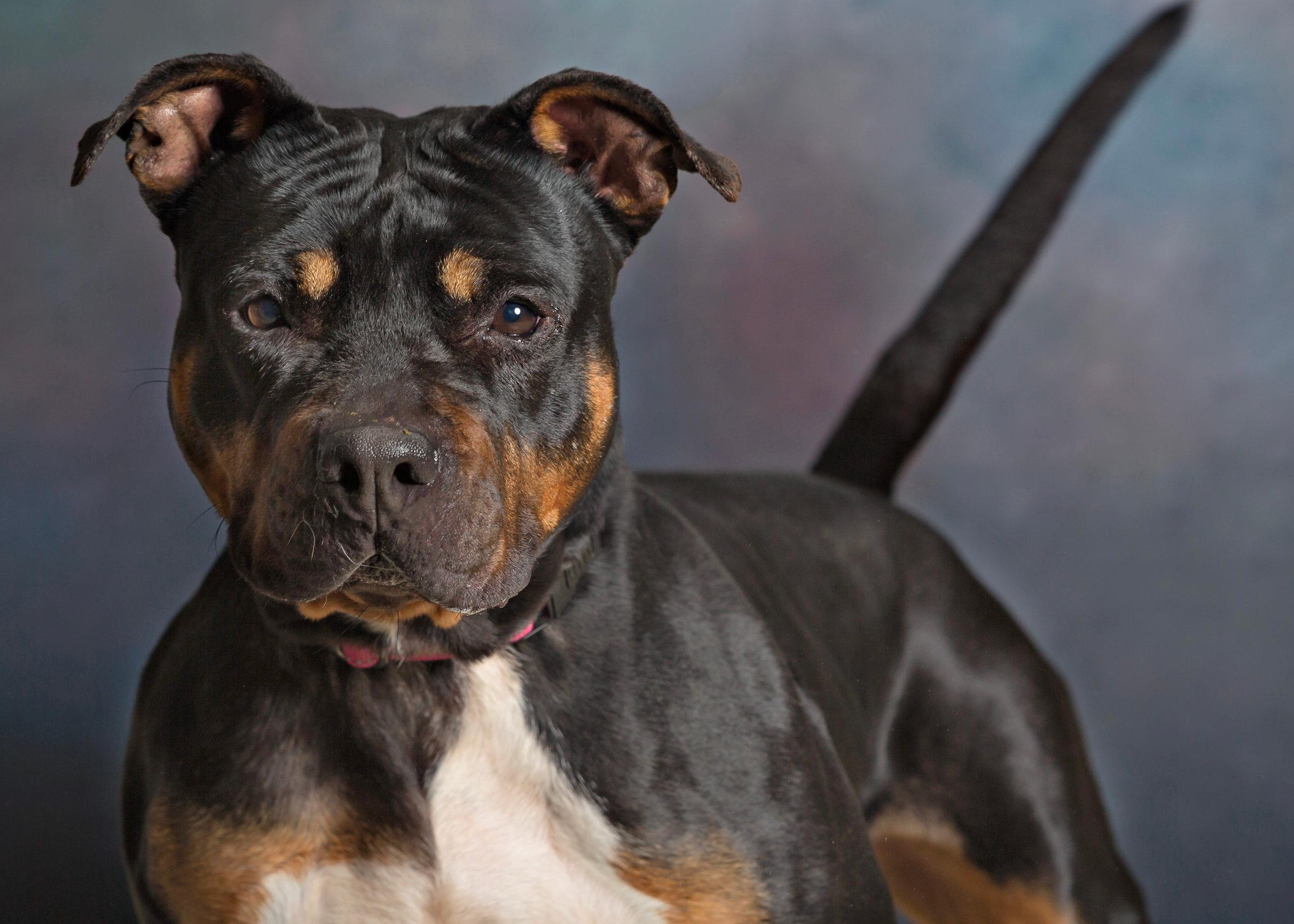 Enlarge Jane, an adoptable mixed breed in Seville, OH image 4/4