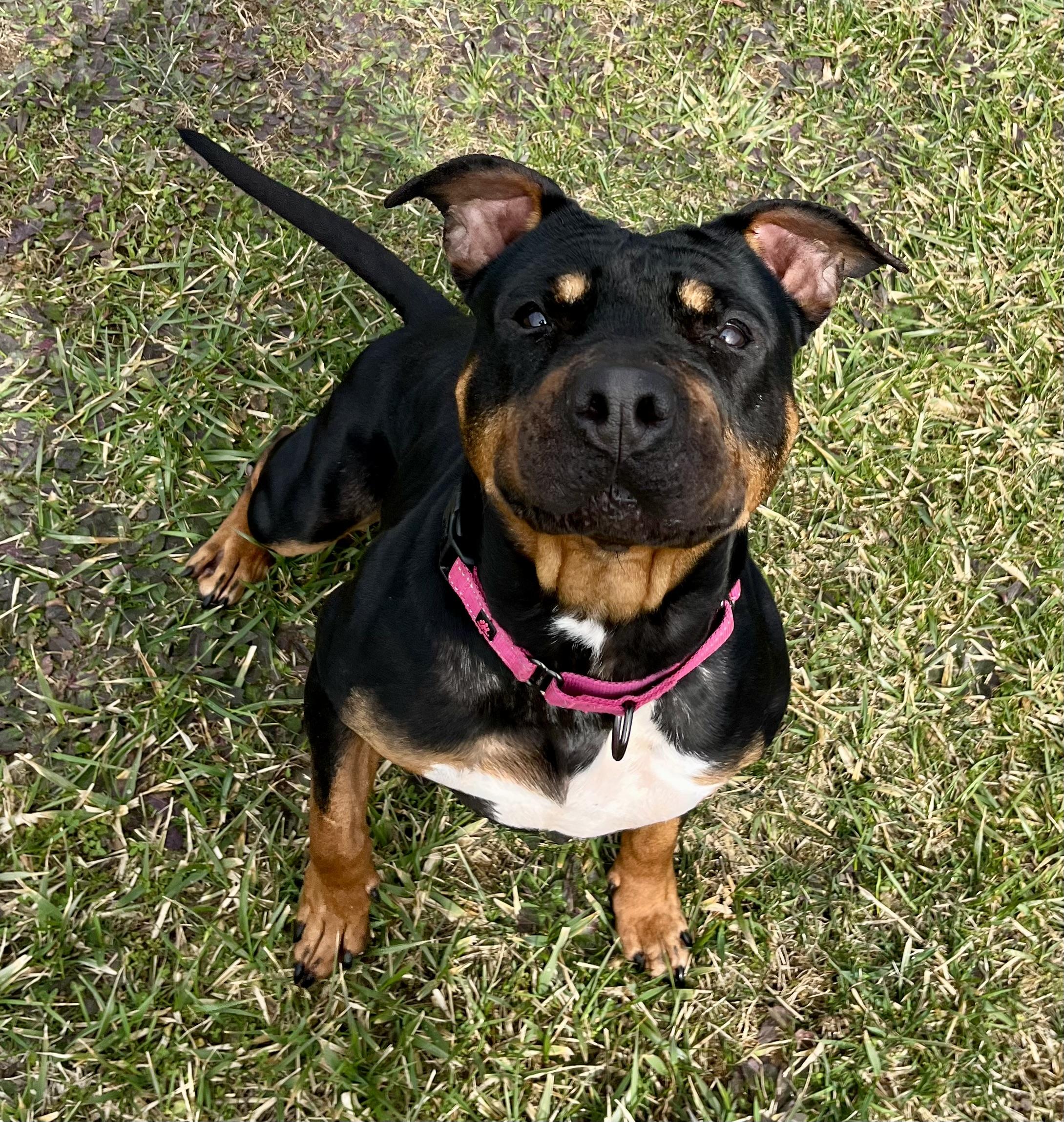 Jane, adoptable, Adult Female Pit Bull Terrier & Shar-Pei.