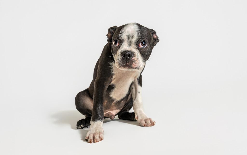 Quincy Magoo, adopted, Young Male Boston Terrier.