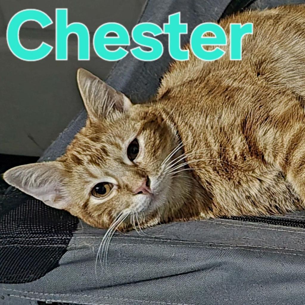 Enlarge Chester, a Adoptable Domestic Short Hair in Leander, TX image 1/2