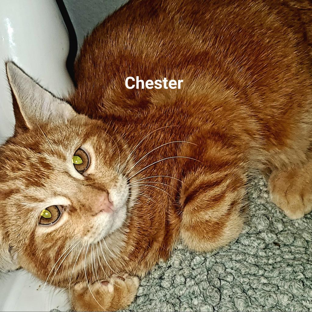 Enlarge Chester, a Adoptable Domestic Short Hair in Leander, TX image 2/2