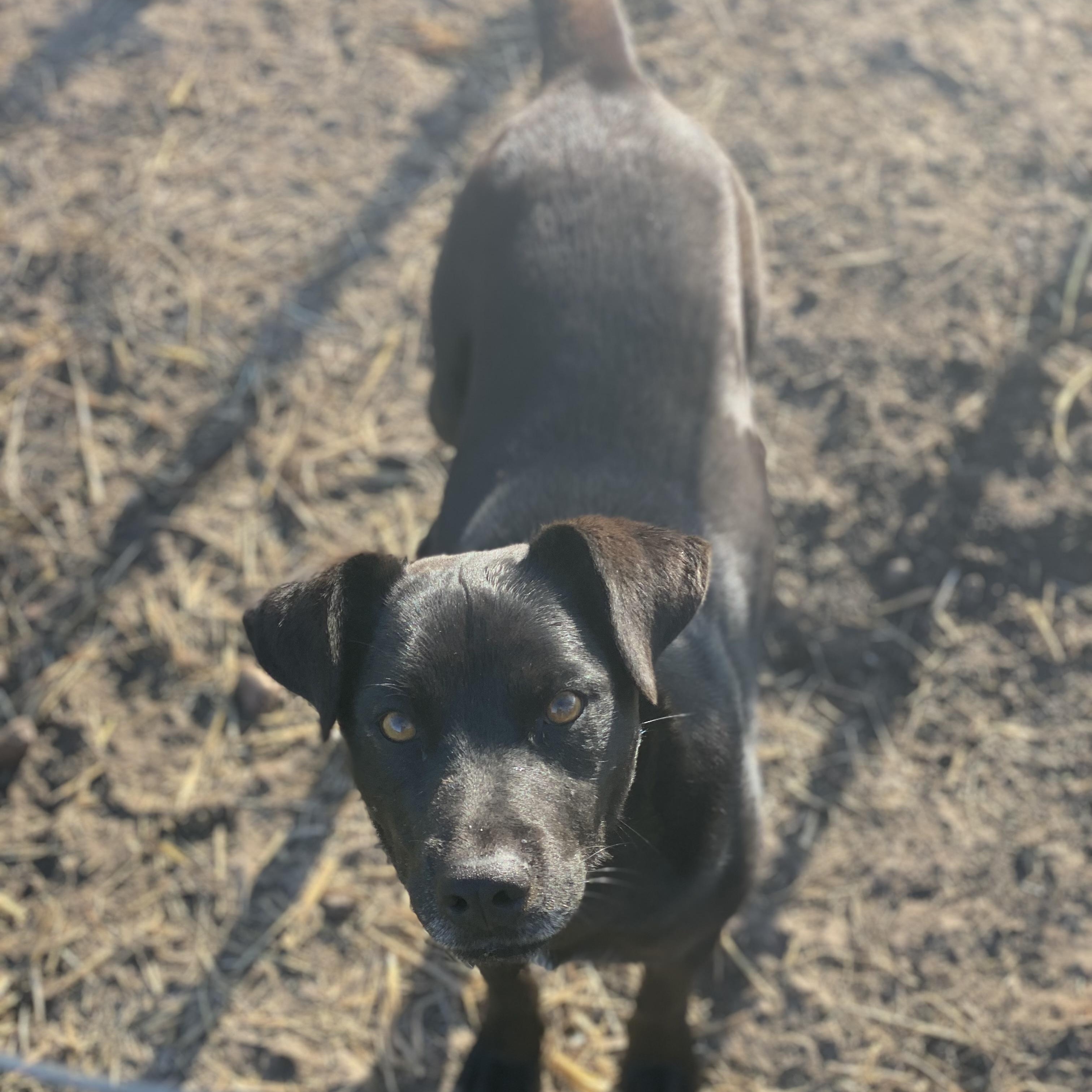Enlarge Gunner, a Adoptable mixed breed in Lockhart, TX image 2/2