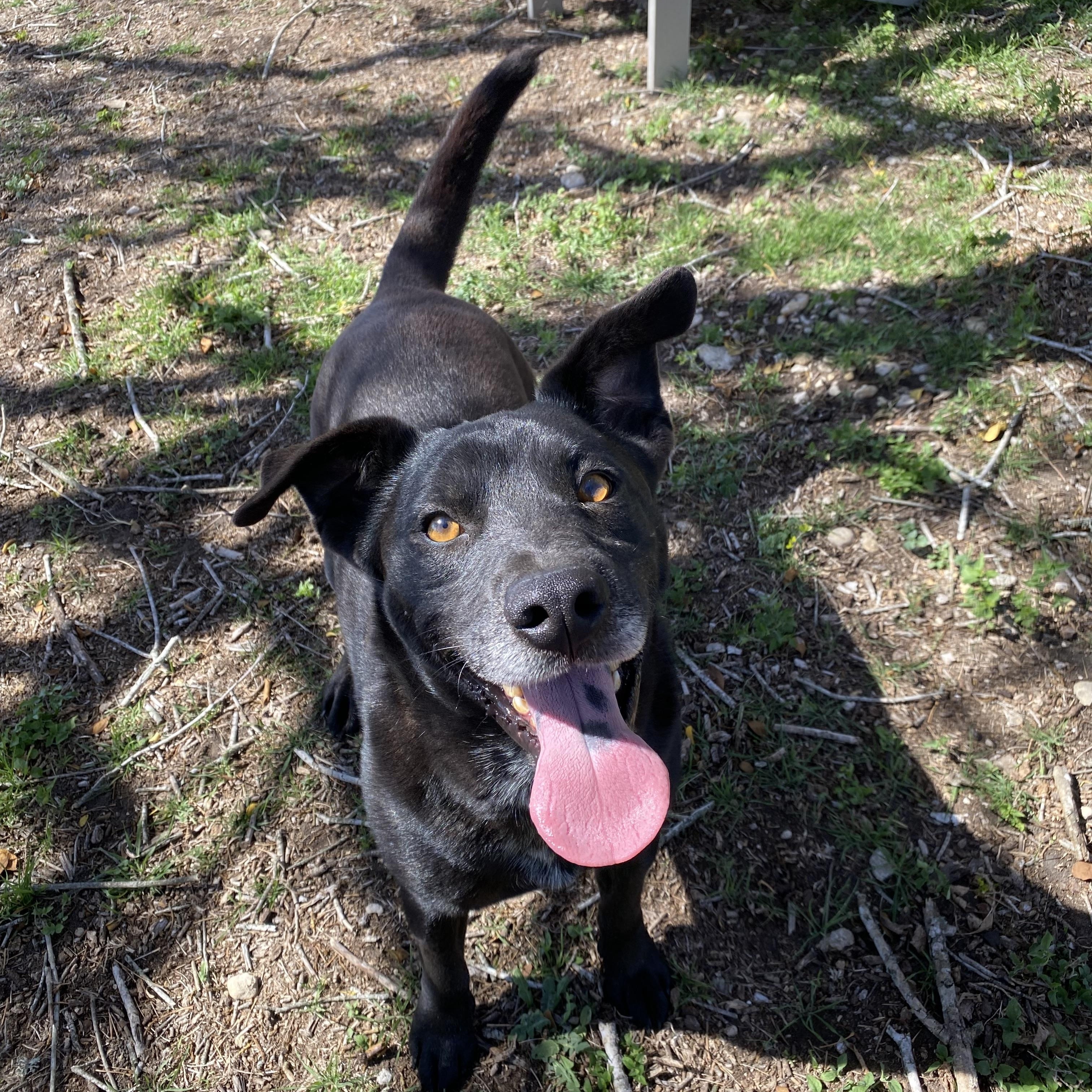 Enlarge Gunner, a Adoptable mixed breed in Lockhart, TX image 1/2