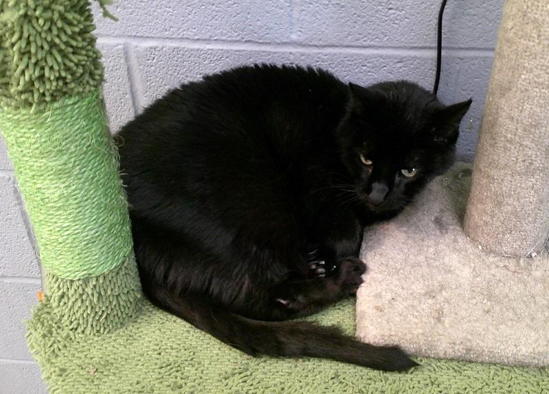 Enlarge AXEL, an adopted Domestic Short Hair in Pegram, TN image 1/1