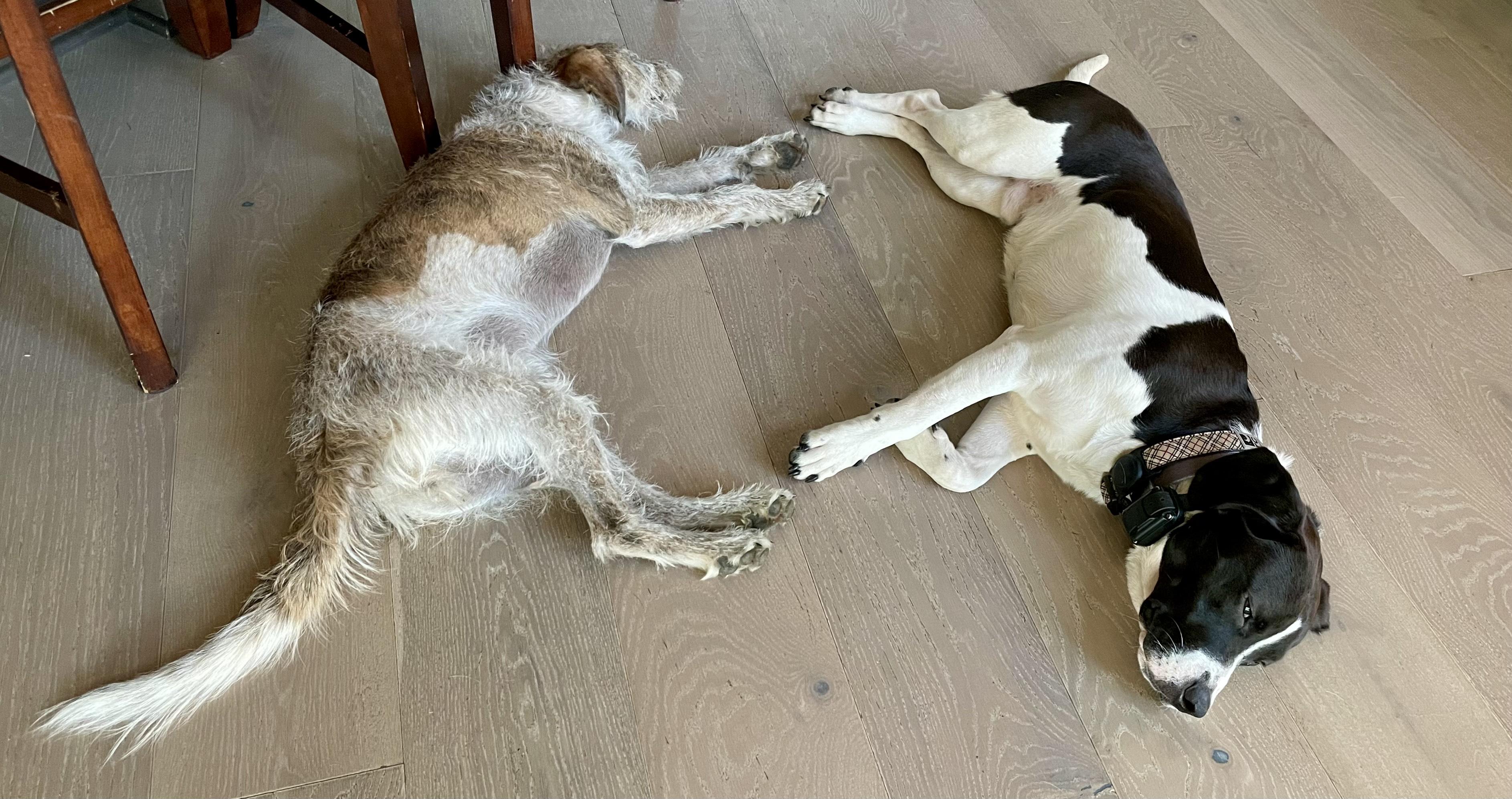 Enlarge Louie, a Adopted mixed breed in Manassas, VA image 4/5