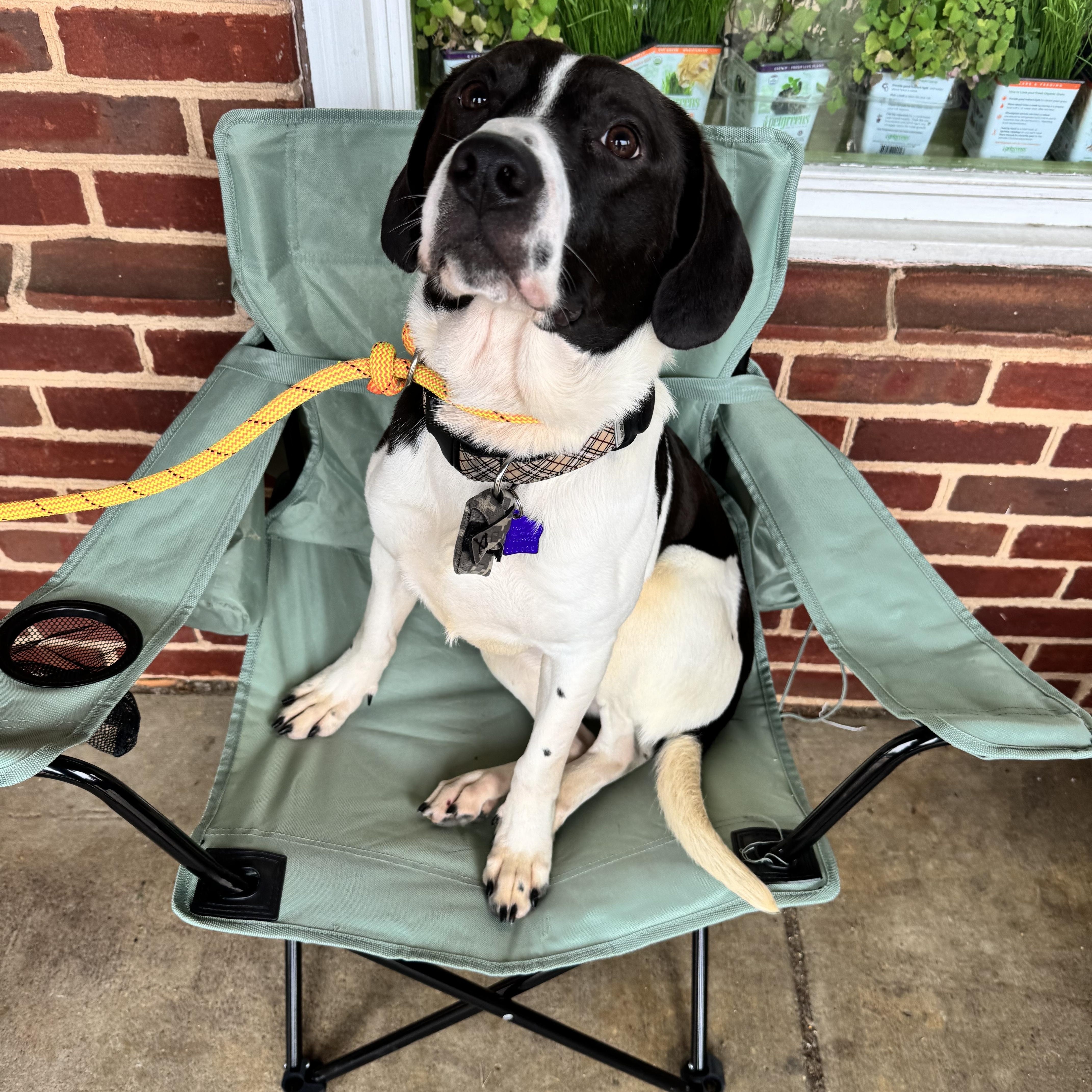 Enlarge Louie, a Adopted mixed breed in Manassas, VA image 2/5