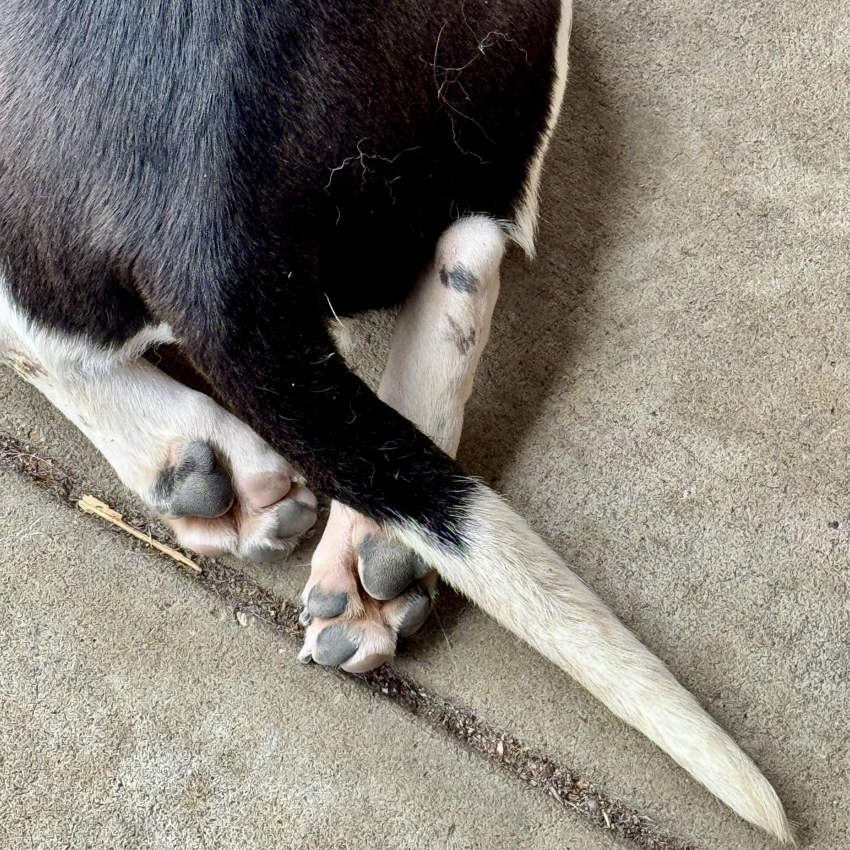 Enlarge Louie, a Adopted mixed breed in Manassas, VA image 5/5
