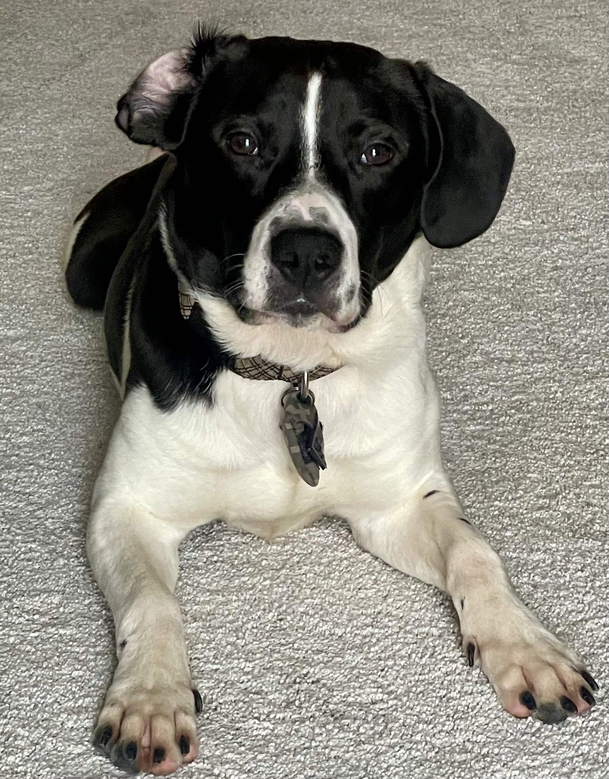 Enlarge Louie, a Adopted mixed breed in Manassas, VA image 1/5