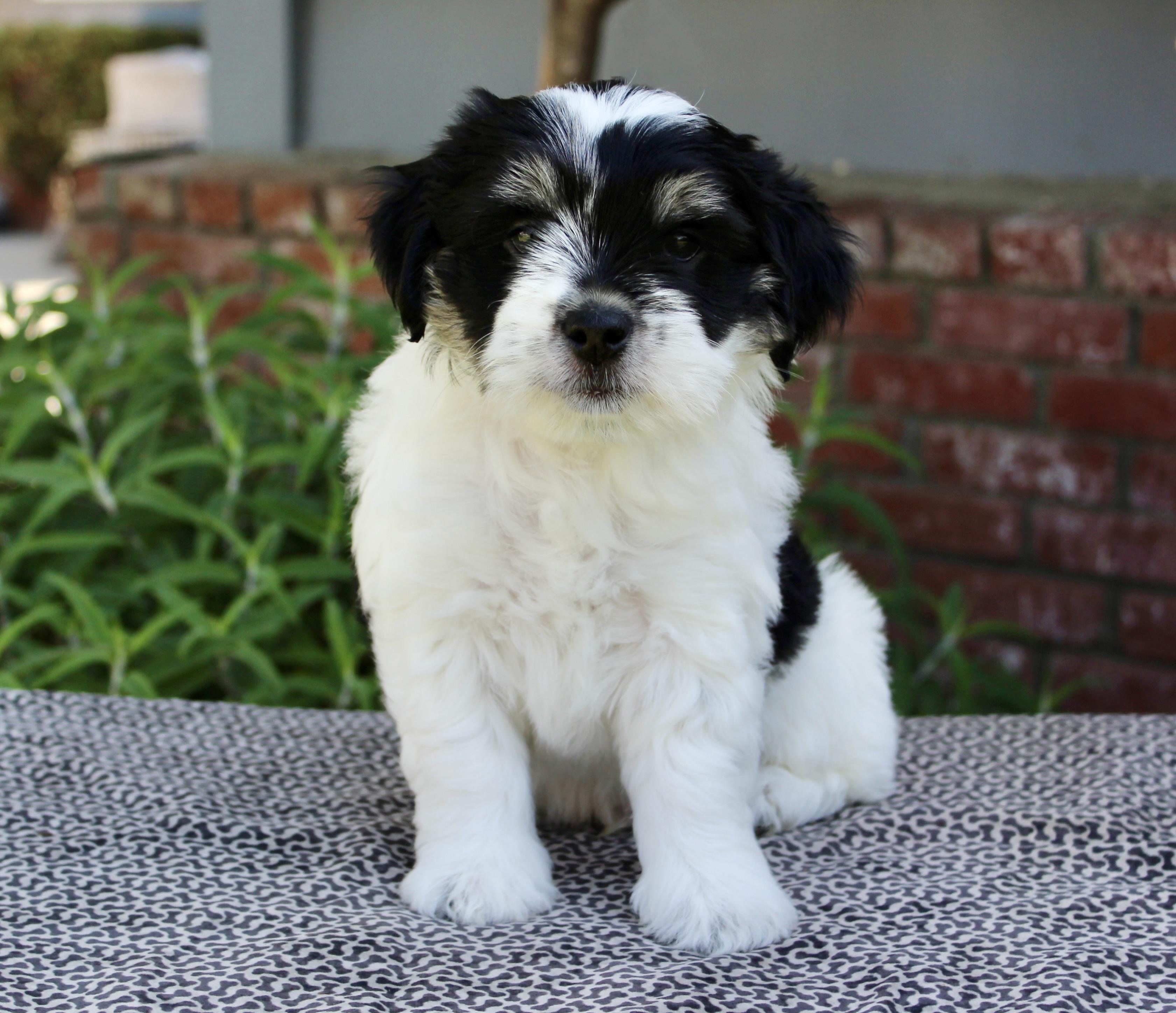 Knookie, ADOPTABLE, Puppy Male Lhasa Apso & Terrier.