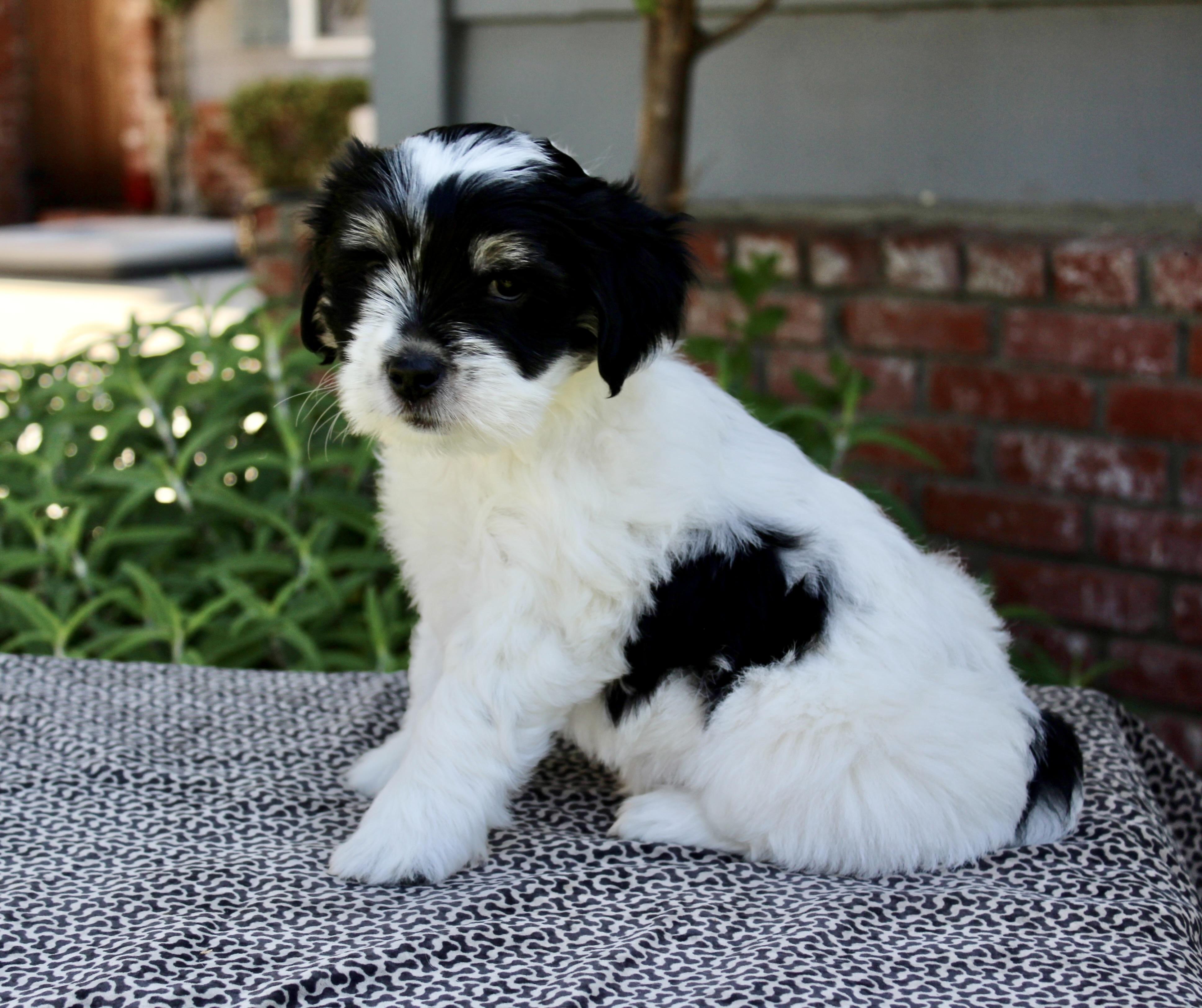 Enlarge Knookie, a ADOPTABLE mixed breed in Van Nuys, CA image 2/3