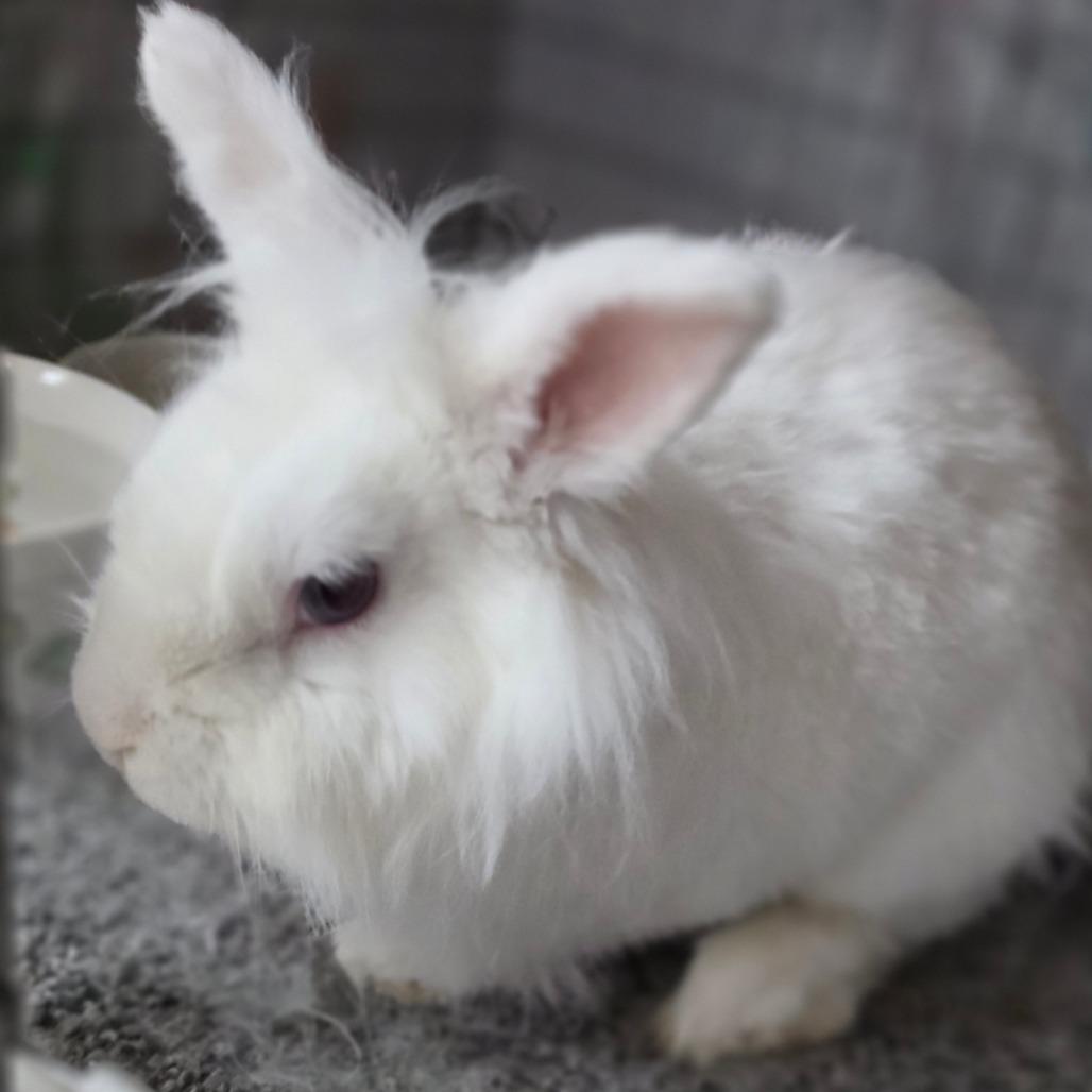 Milky - Chino Hills Location, a Adoptable Lionhead in Chino Hills, CA image 1/4