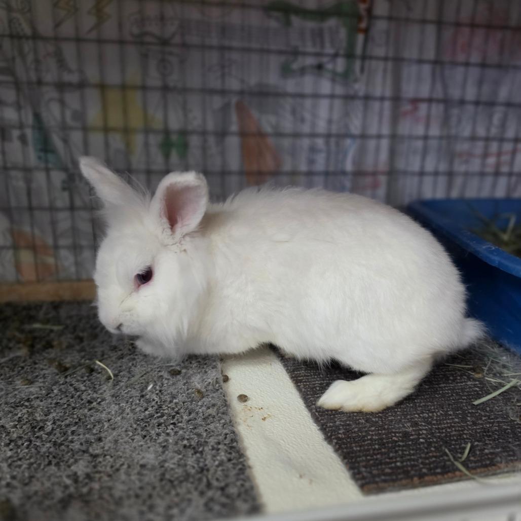 Milky - Chino Hills Location, a Adoptable Lionhead in Chino Hills, CA image 2/4