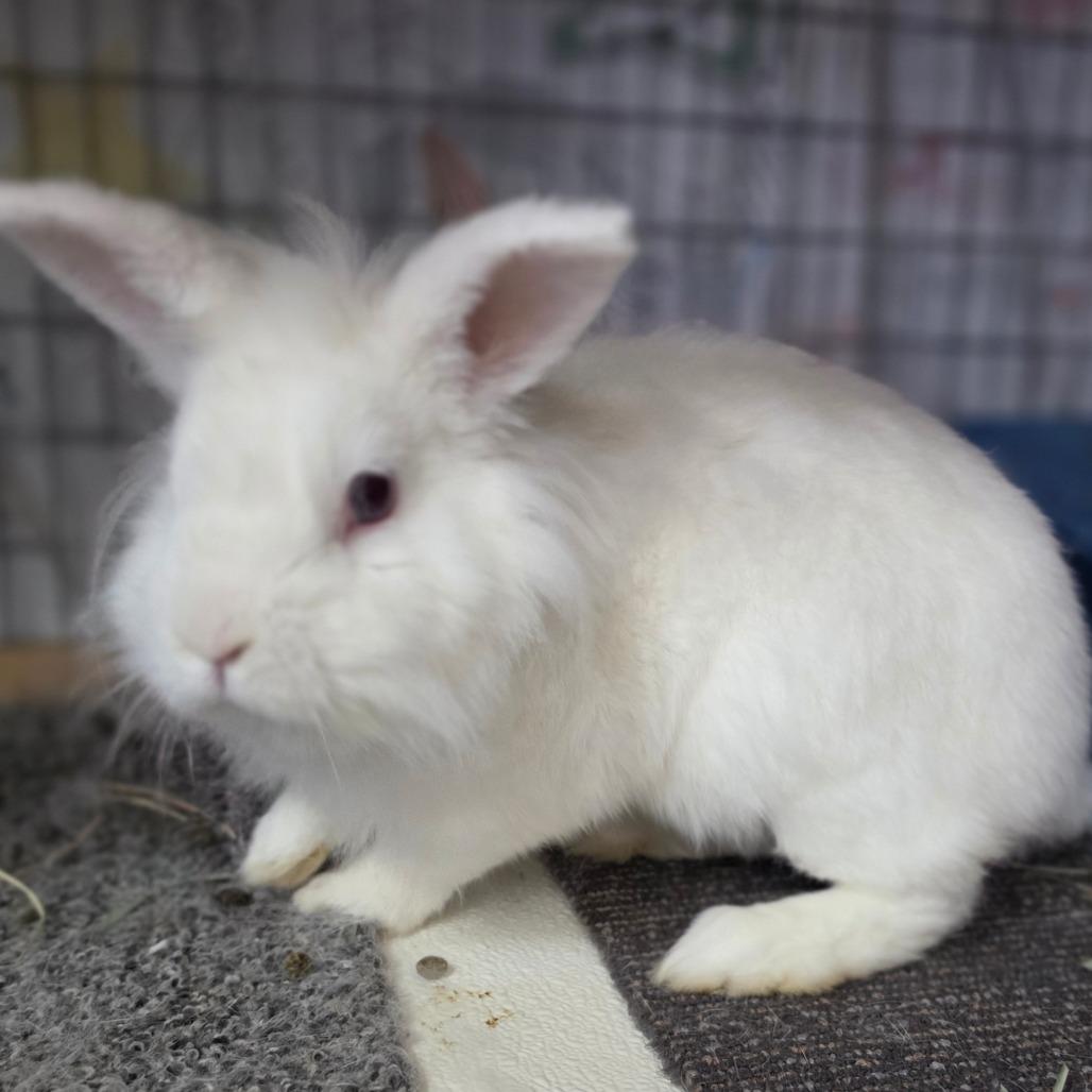 Milky - Chino Hills Location, a Adoptable Lionhead in Chino Hills, CA image 3/4