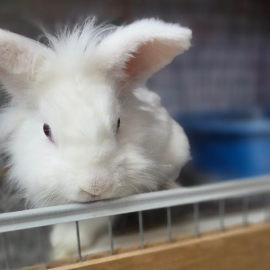 Milky - Chino Hills Location, a Adoptable Lionhead in Chino Hills, CA image 4/4