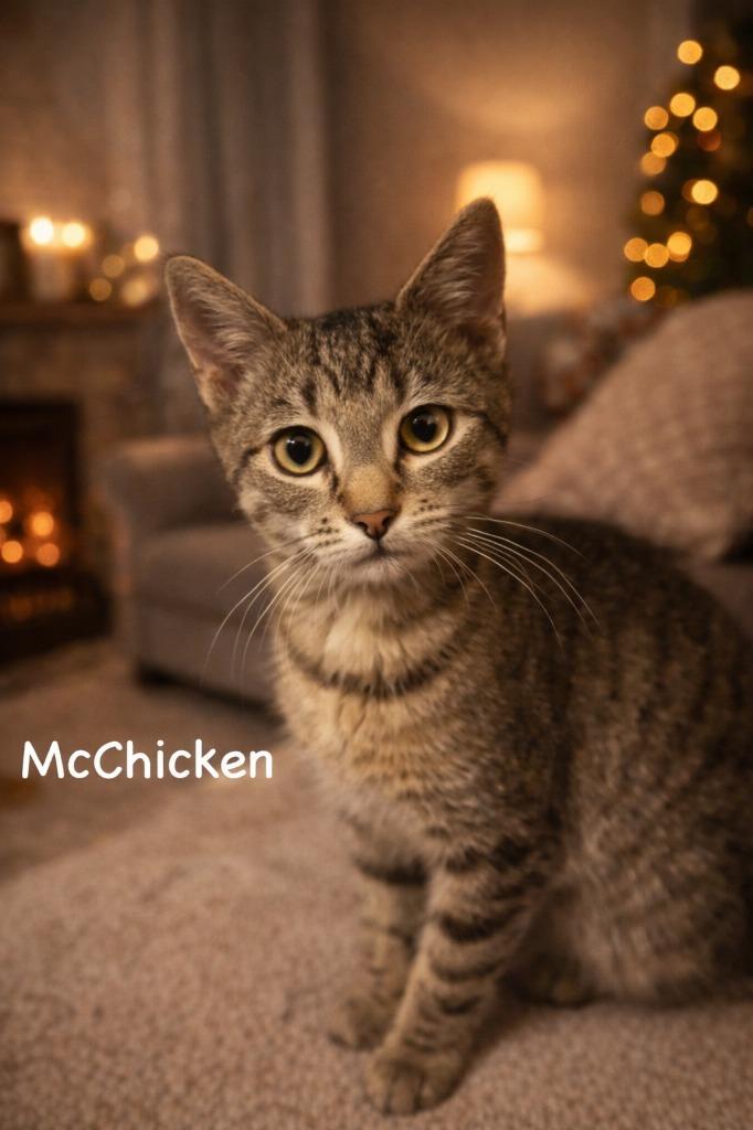 McChicken, Adoptable, Kitten Male Domestic Short Hair.