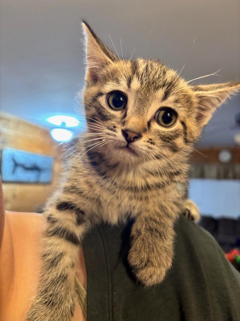 McChicken, Adoptable, Kitten Male Domestic Short Hair.