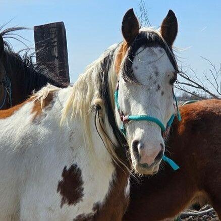 Dice, Adoptable, Adult Female Paint / Pinto.