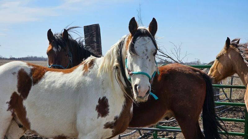 Enlarge Dice, a Adoptable Paint / Pinto in Scotland, SD image 2/6