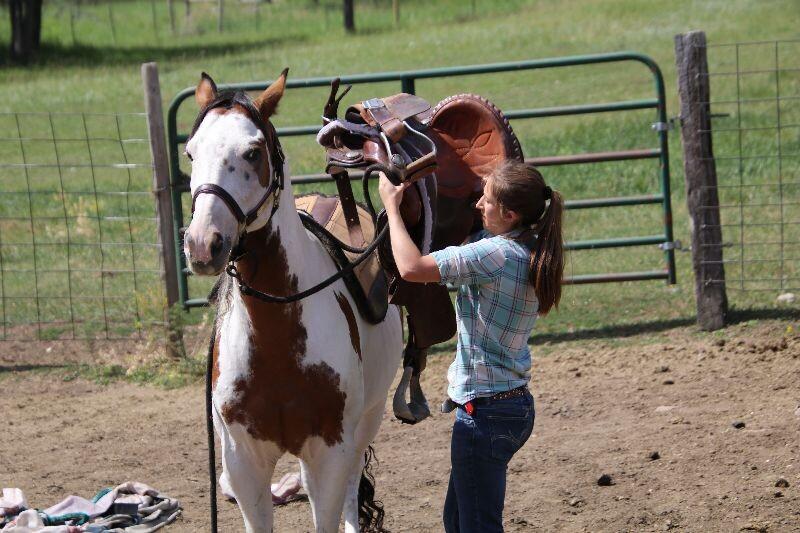 Enlarge Dice, a Adoptable Paint / Pinto in Scotland, SD image 4/6