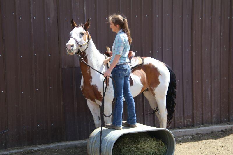 Enlarge Dice, a Adoptable Paint / Pinto in Scotland, SD image 5/6