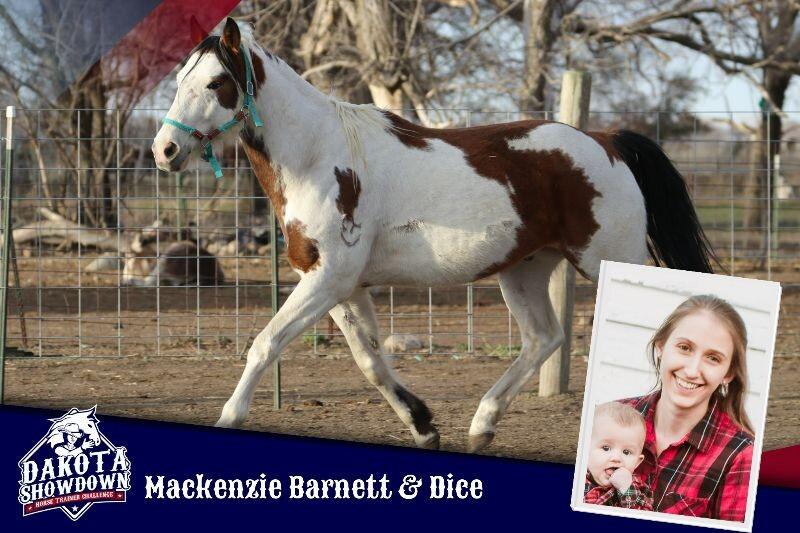 Enlarge Dice, a Adoptable Paint / Pinto in Scotland, SD image 6/6
