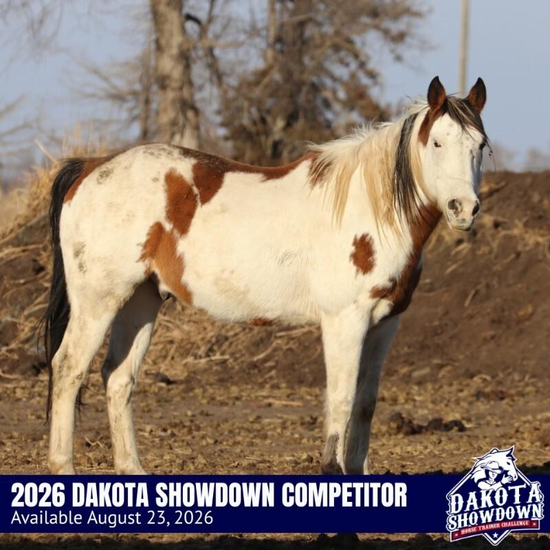 Enlarge Dice, a Adoptable Paint / Pinto in Scotland, SD image 6/6