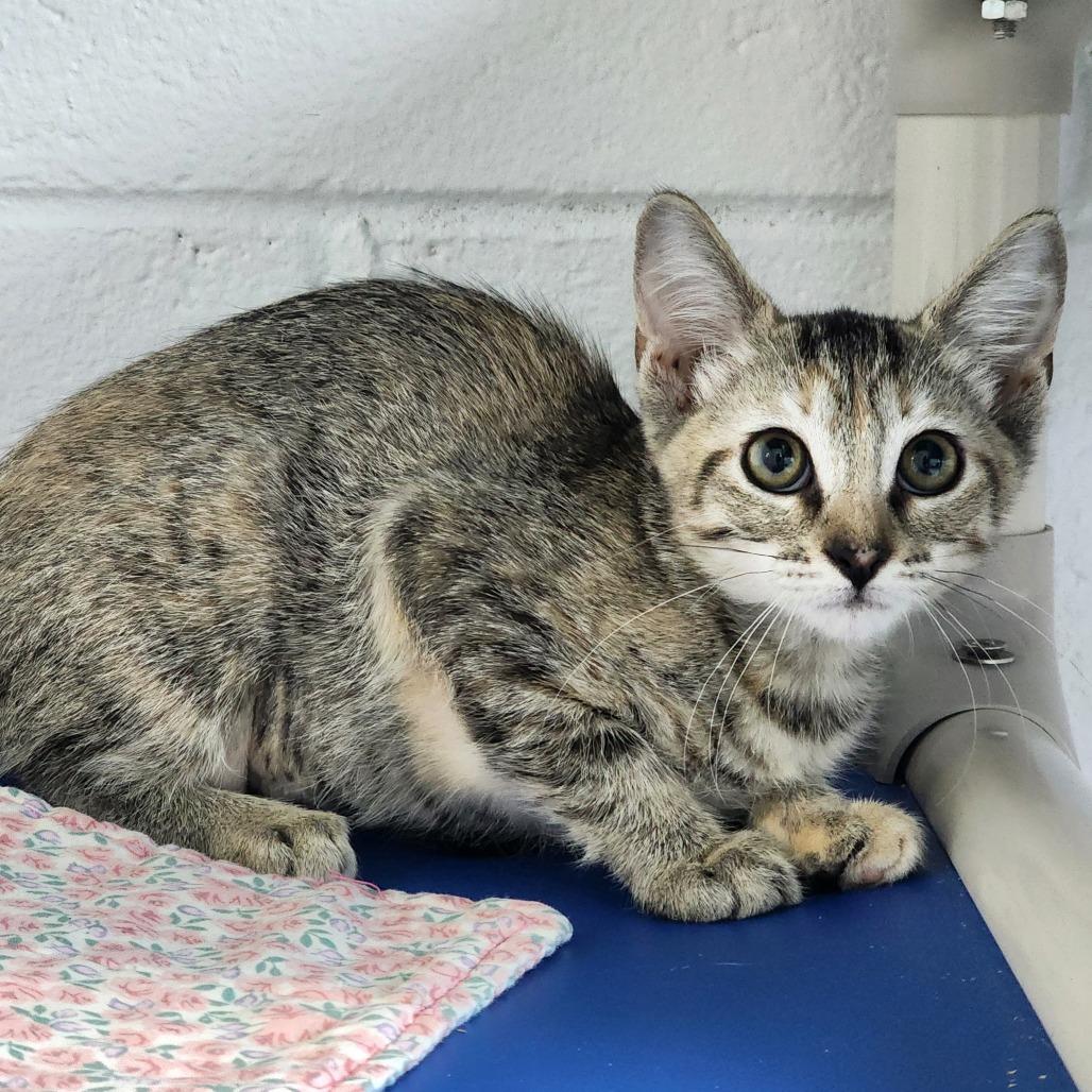 Prada, Adoptable, Young Female Domestic Short Hair.