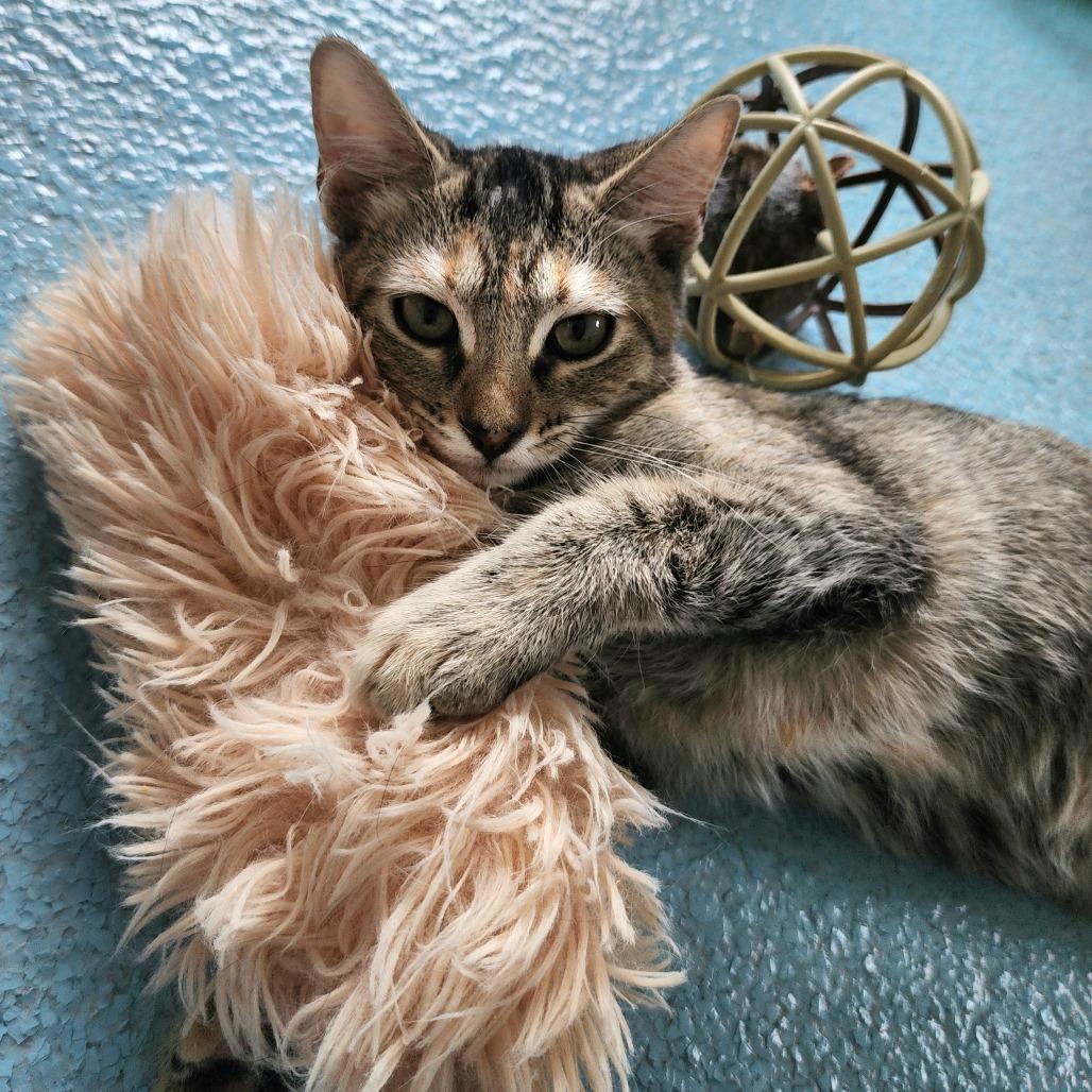 Prada, a Adoptable Domestic Short Hair in Columbus, NC image 3/5