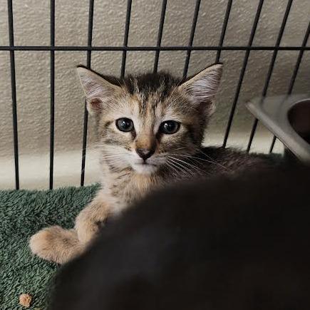 Prada, a Adoptable Domestic Short Hair in Columbus, NC image 4/5