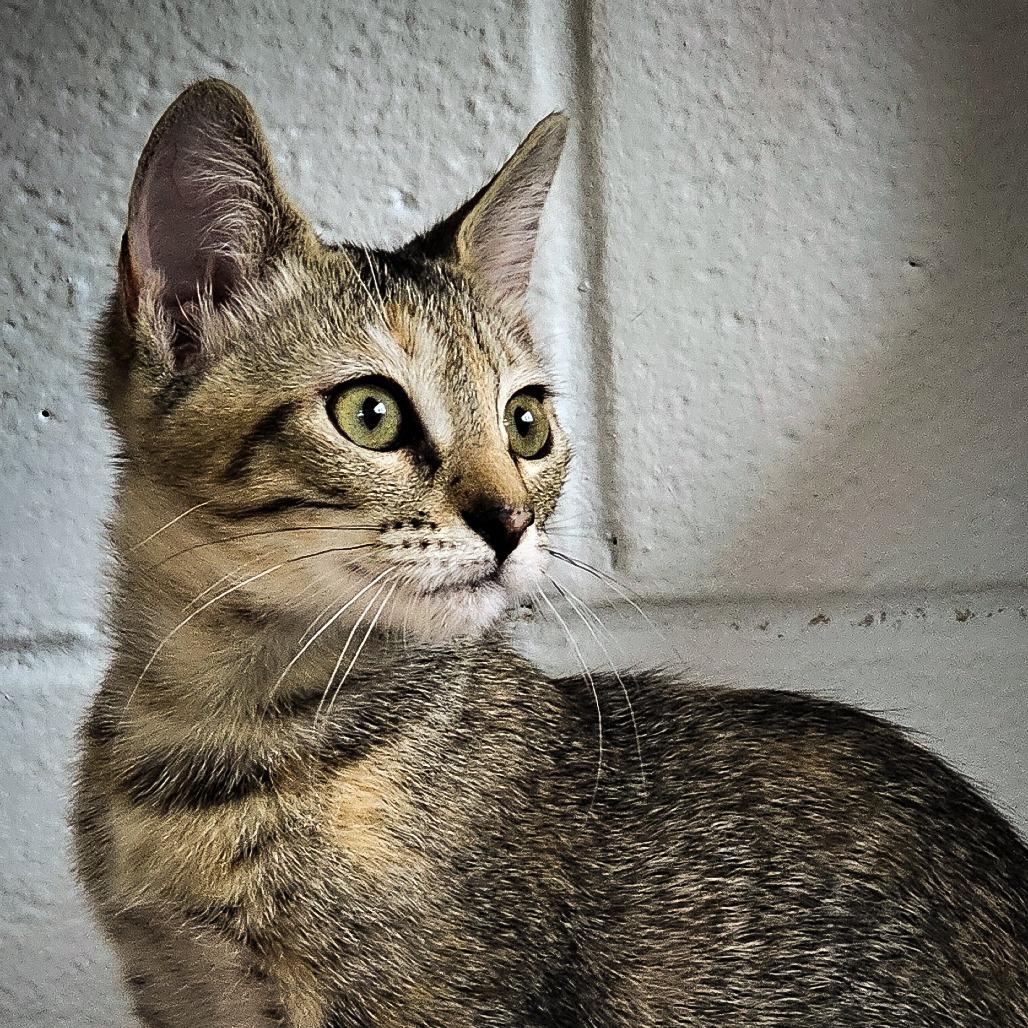 Prada, a Adoptable Domestic Short Hair in Columbus, NC image 5/5