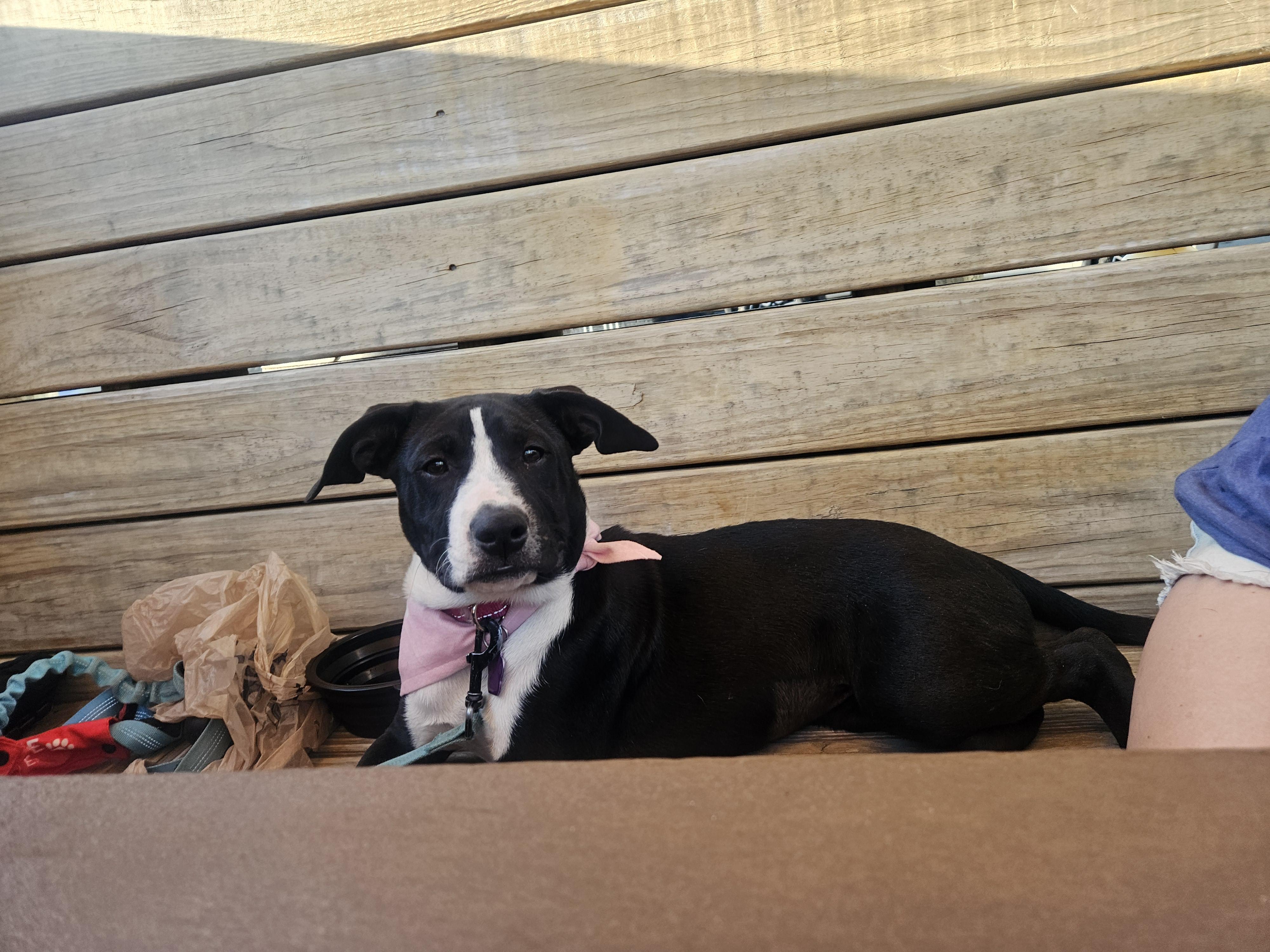 Pepper, an adopted mixed breed in Wadsworth, OH image 2/5