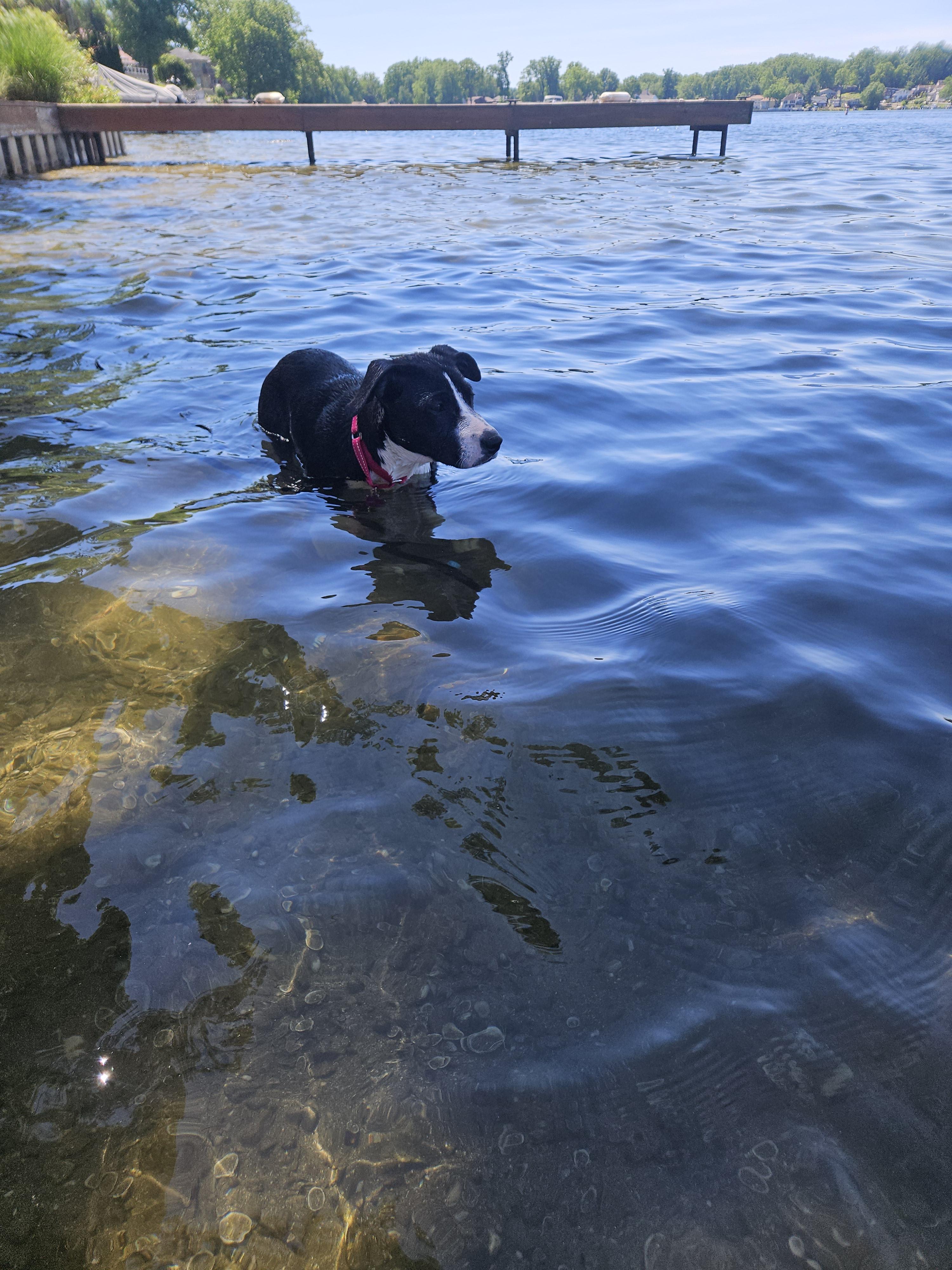 Pepper, an adopted mixed breed in Wadsworth, OH image 3/5