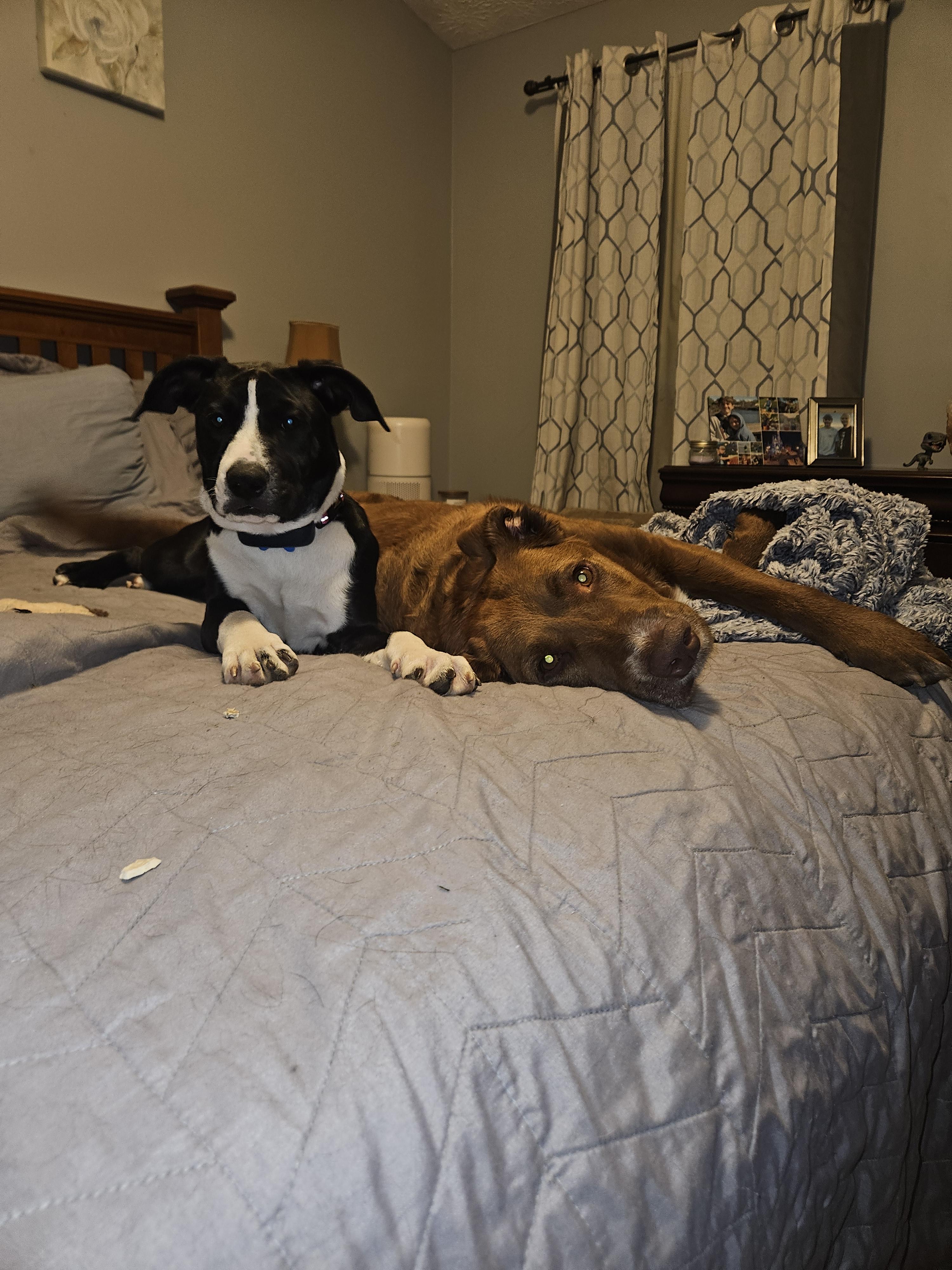 Pepper, an adopted mixed breed in Wadsworth, OH image 5/5