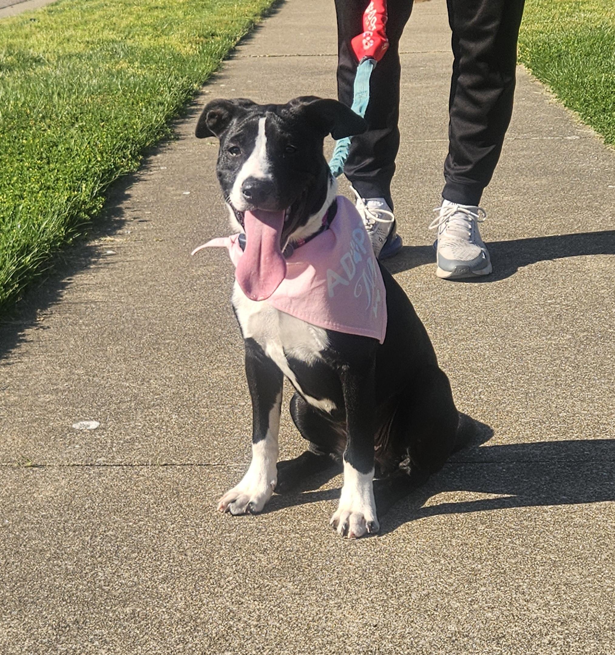 Pepper, an adopted mixed breed in Wadsworth, OH image 1/5