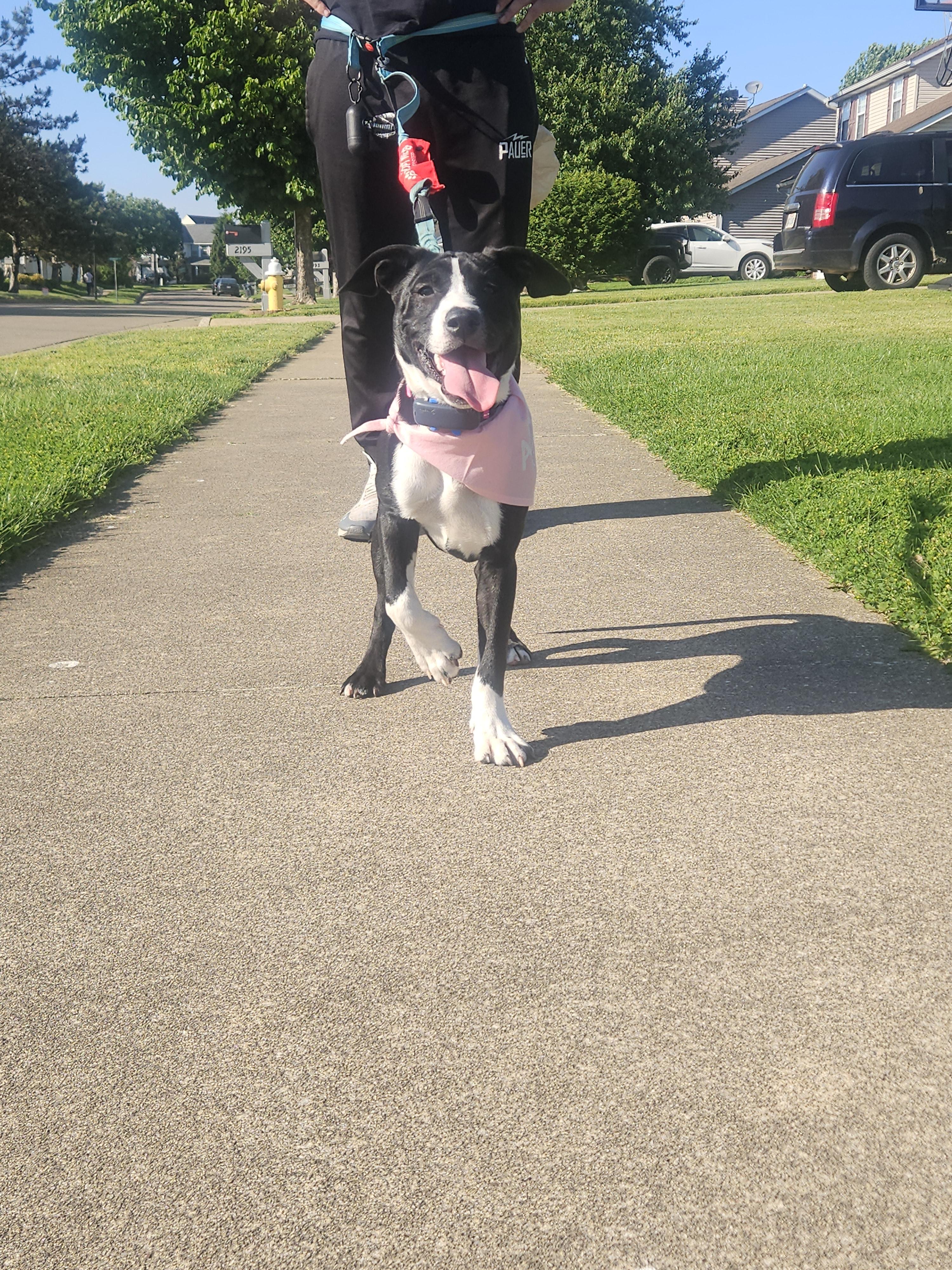 Pepper, an adopted mixed breed in Wadsworth, OH image 4/5