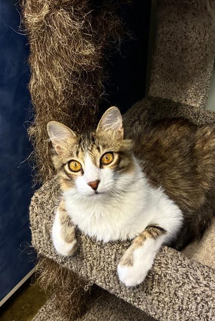 Enlarge Jonah, a Adoptable mixed breed in Picayune, MS image 2/3