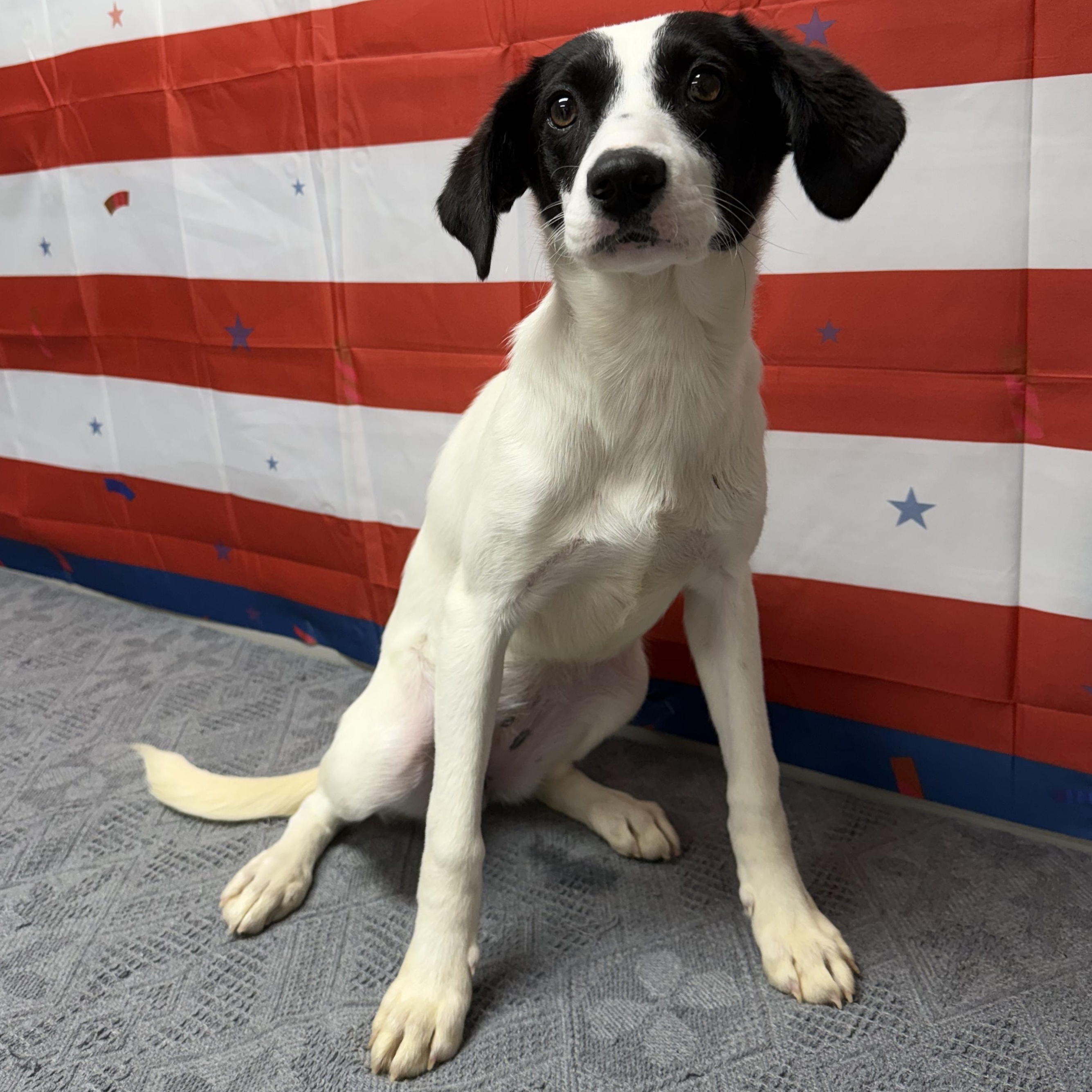 Jewel, Adoptable, Young Female Mixed Breed.