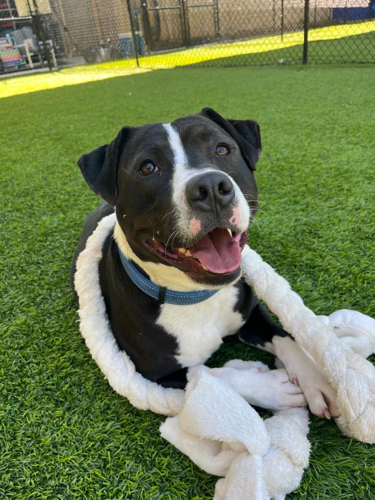 Blue, a Adoptable mixed breed in Ellijay, GA image 1/6