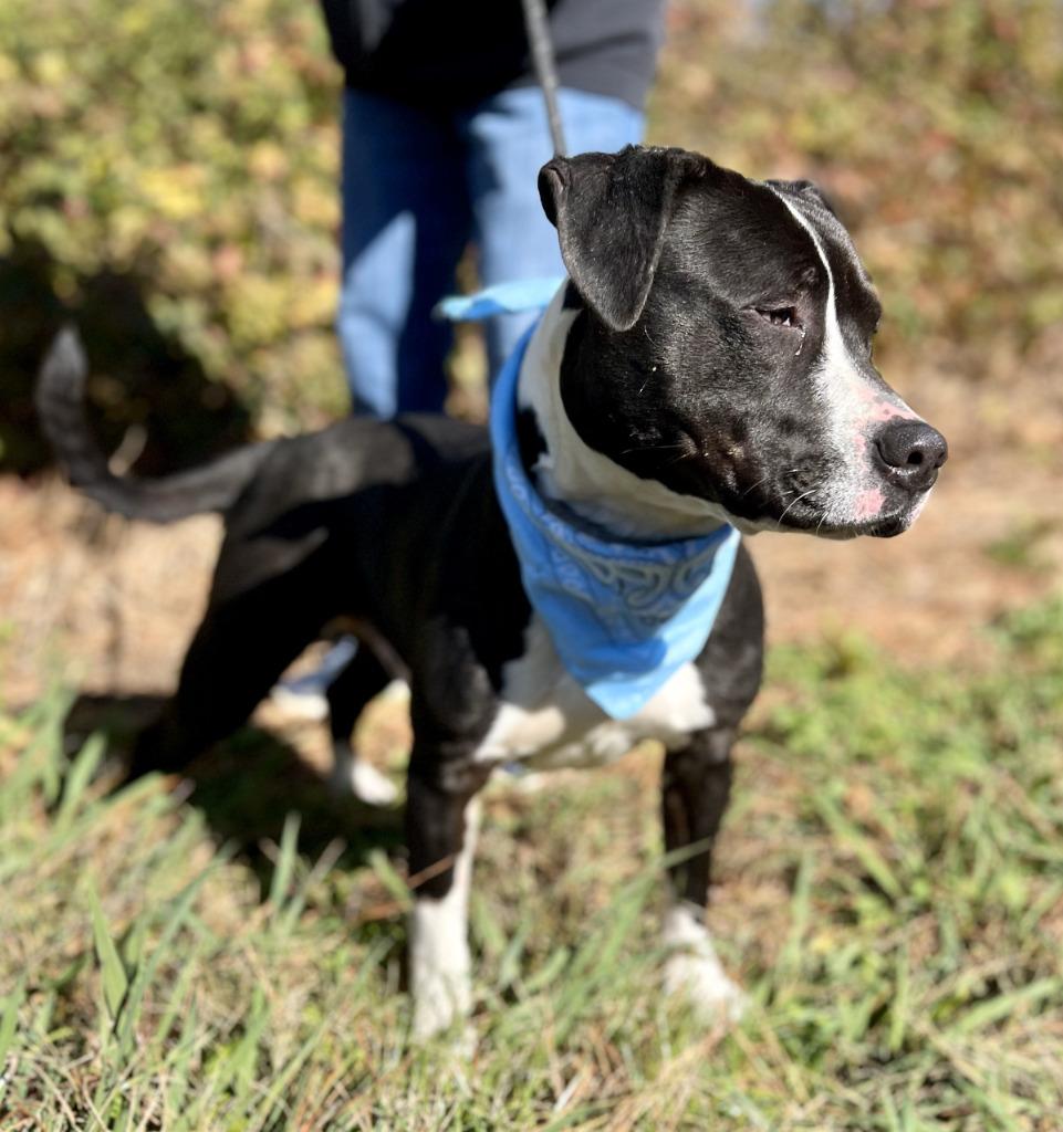 Blue, Adoptable, Adult Male Mixed Breed.