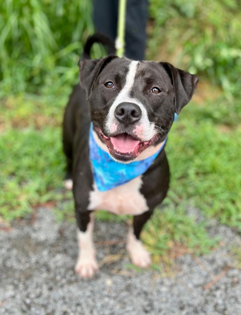 Blue, a Adoptable mixed breed in Ellijay, GA image 6/6