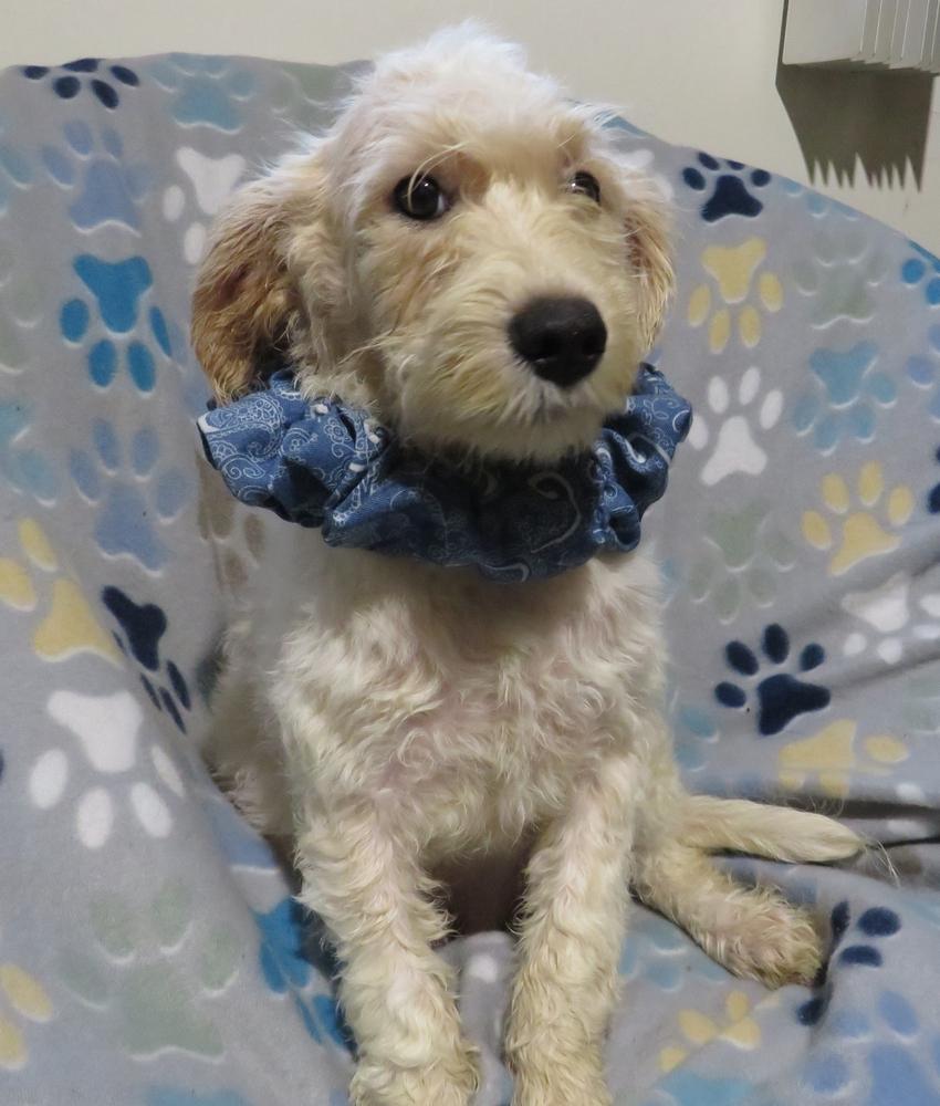 Sidney, a Adoptable mixed breed in Crown Point, IN image 1/6